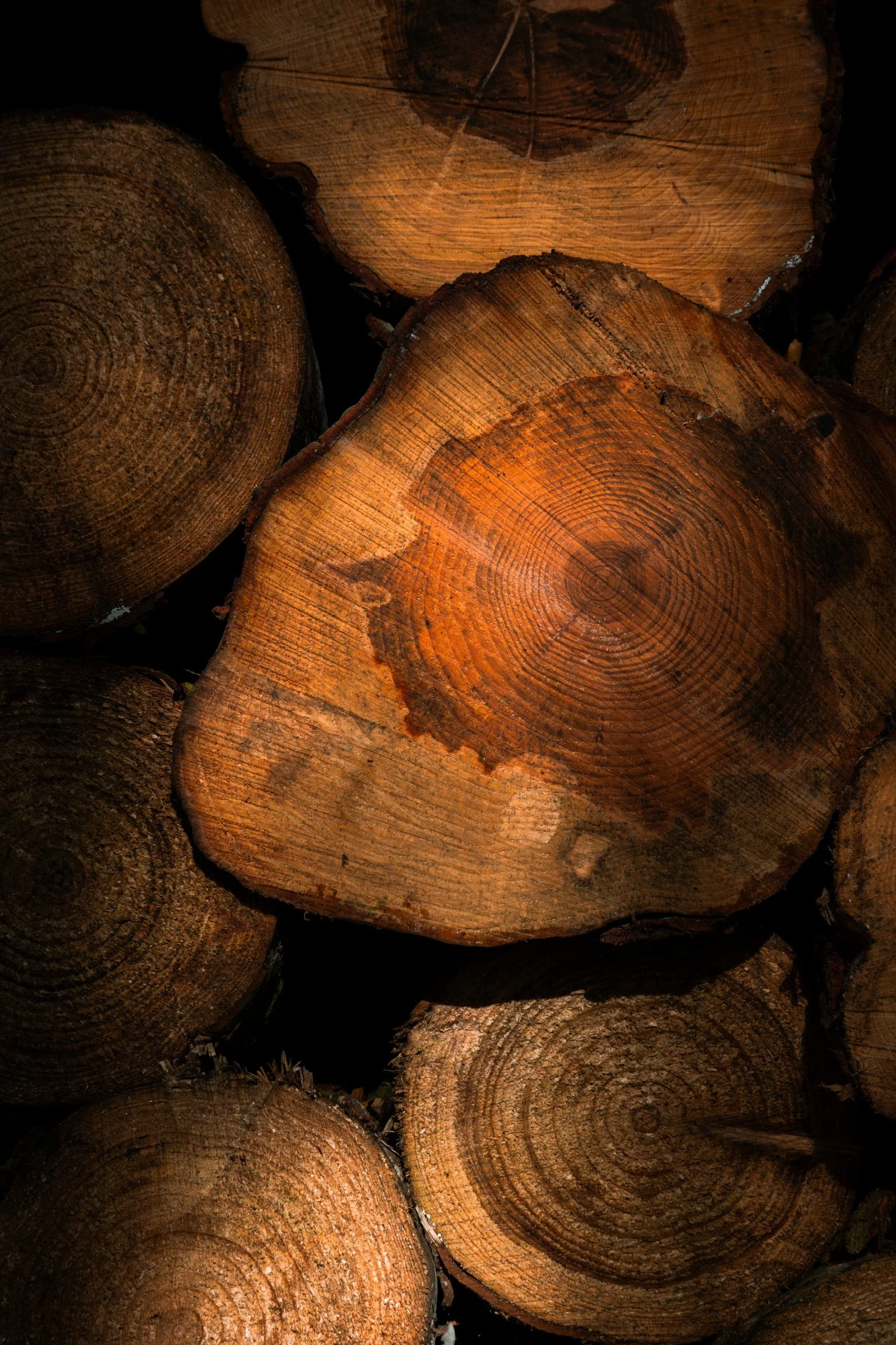 Stacked cut logs showing circular wood grain patterns and rough bark edges.