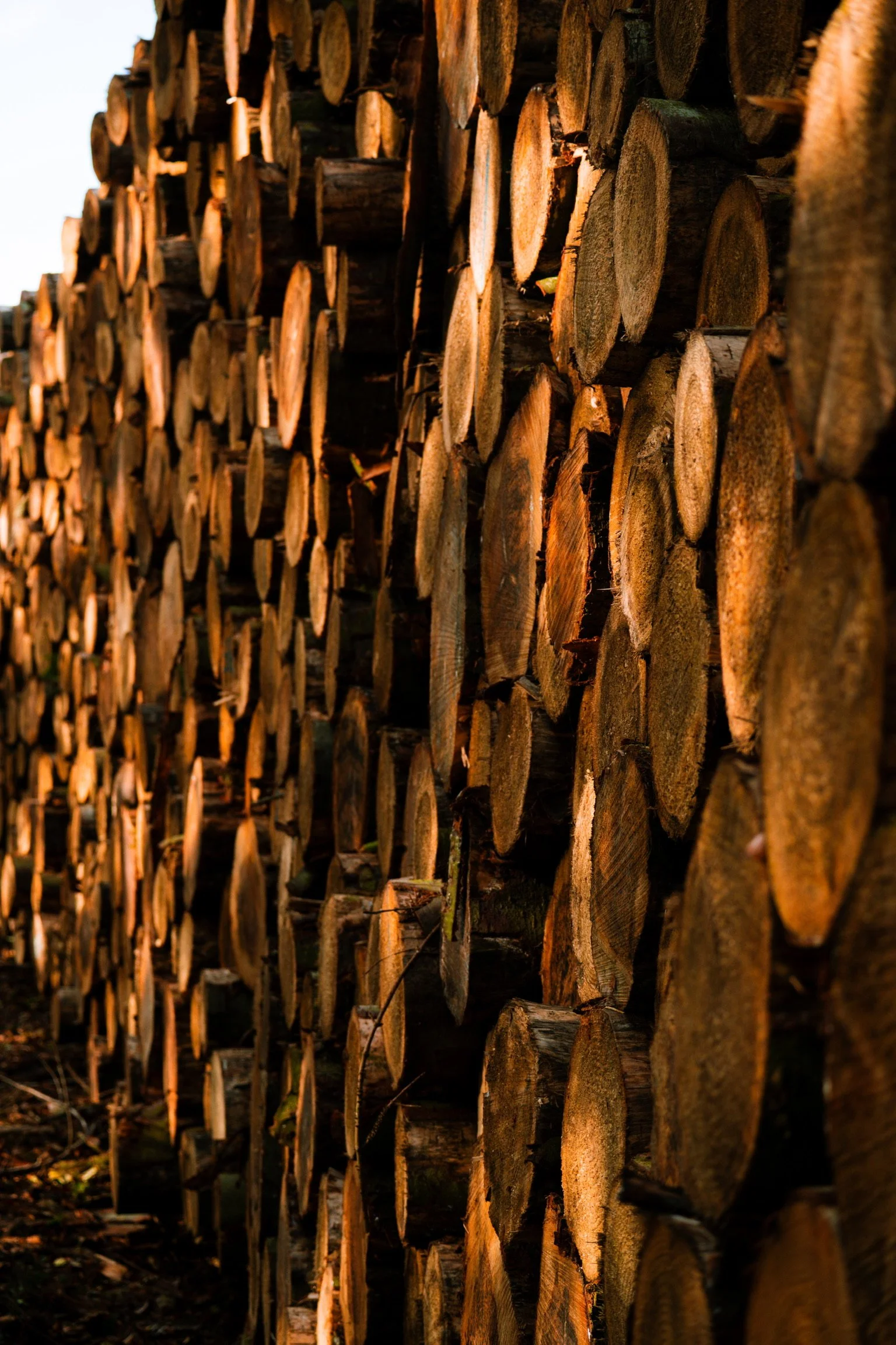 Stacked cut wooden logs leaning against a wall, with sunlight casting warm glow on the wood.