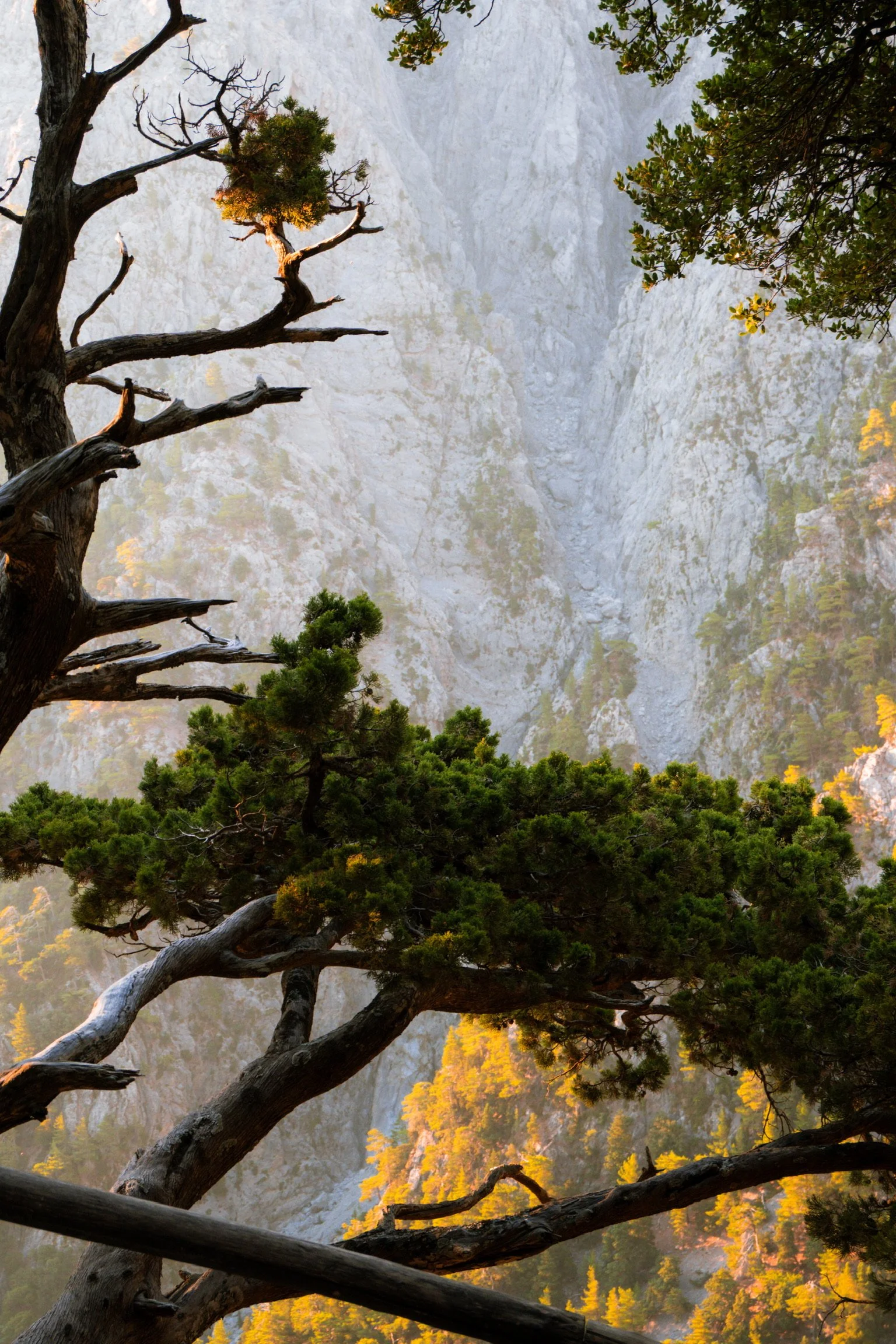 A rugged tree with twisting branches and green foliage growing in front of a steep, rocky mountain face covered sparsely with trees, some of which have golden autumn leaves.