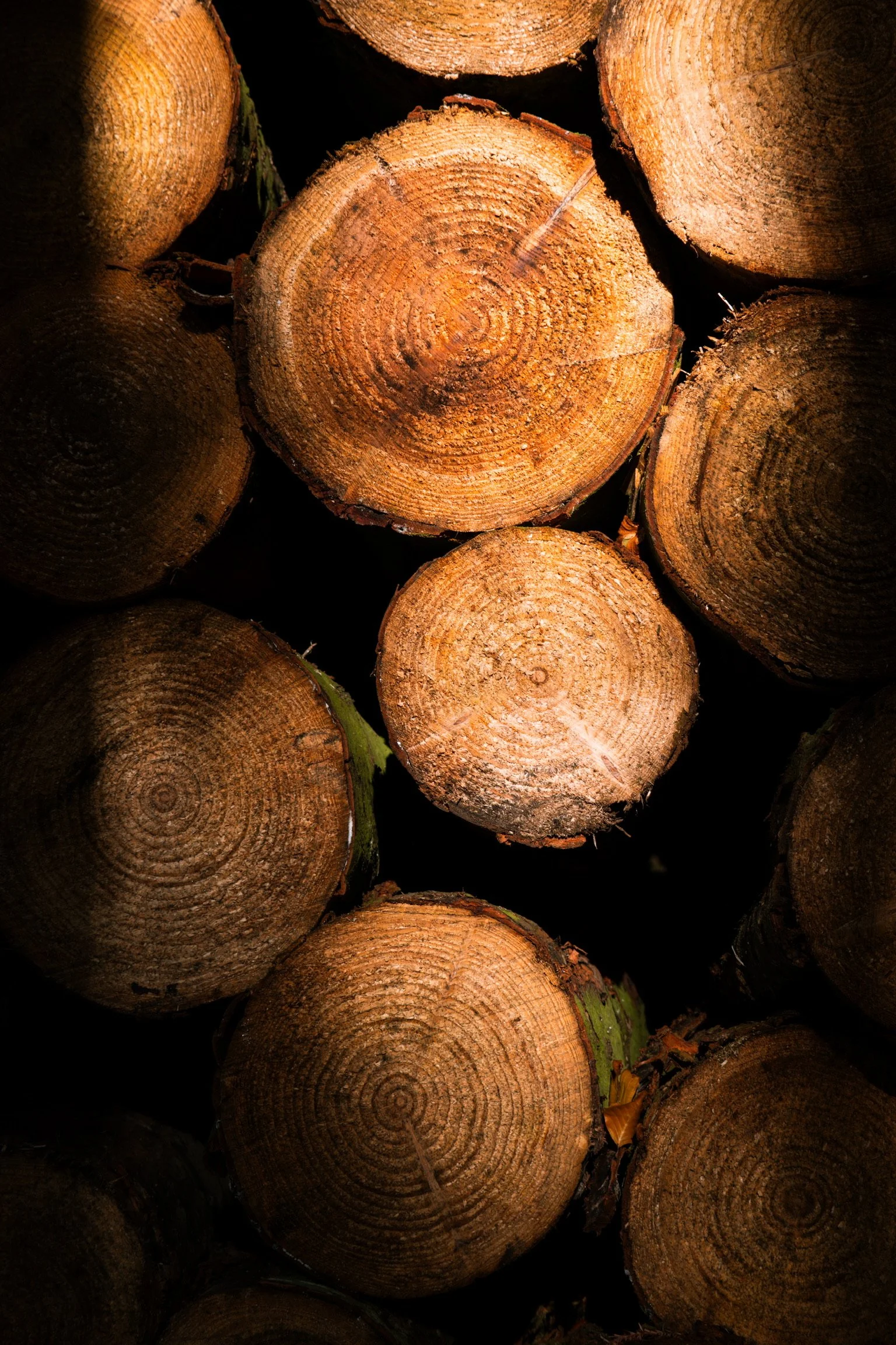 Close-up of stacked cut logs showing concentric growth rings.