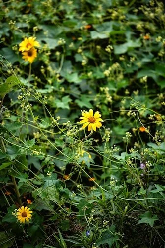 The Flowers and The Weeds
