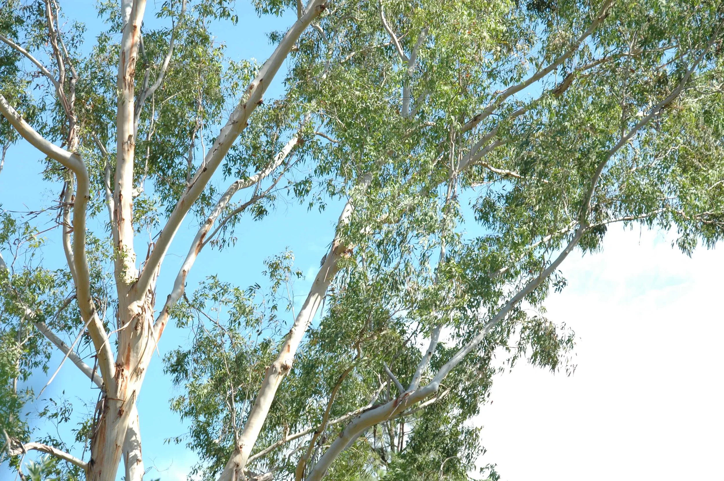 The Deceptive Absence Of Sound