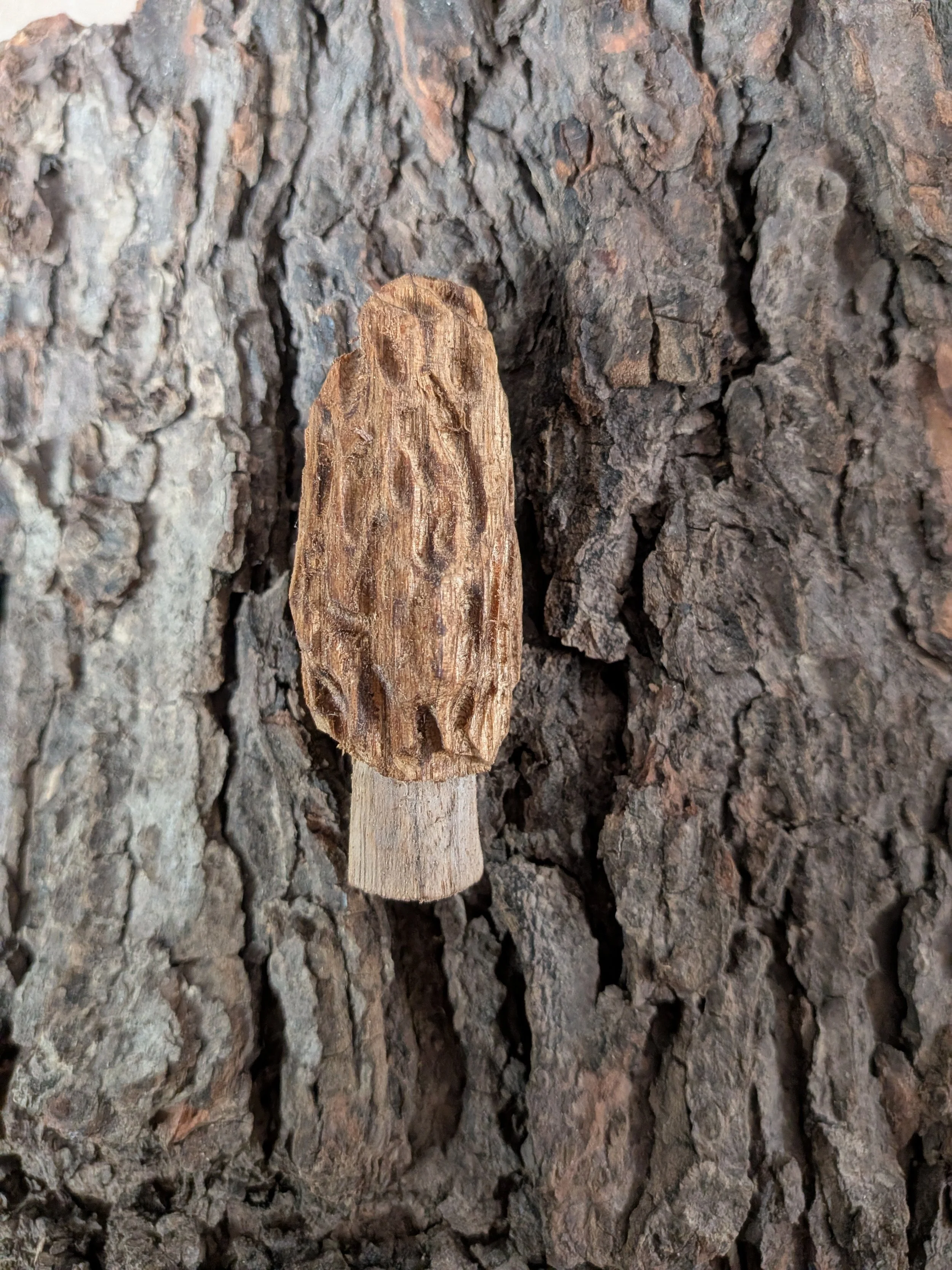 Morel Mushroom