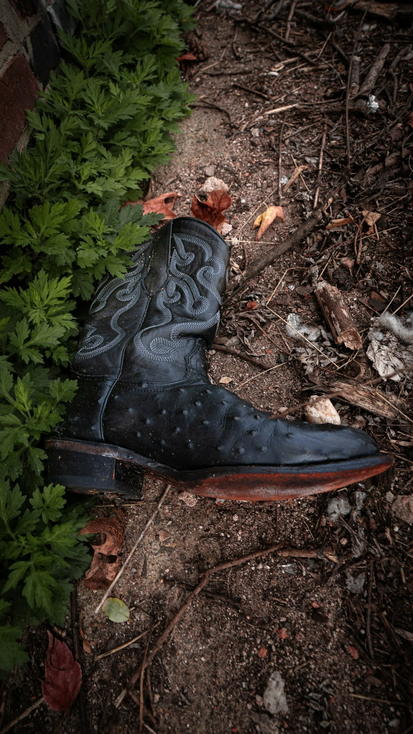 A black cowboy boot with decorative stitching lying on dirt ground next to a patch of green plants and fallen leaves.