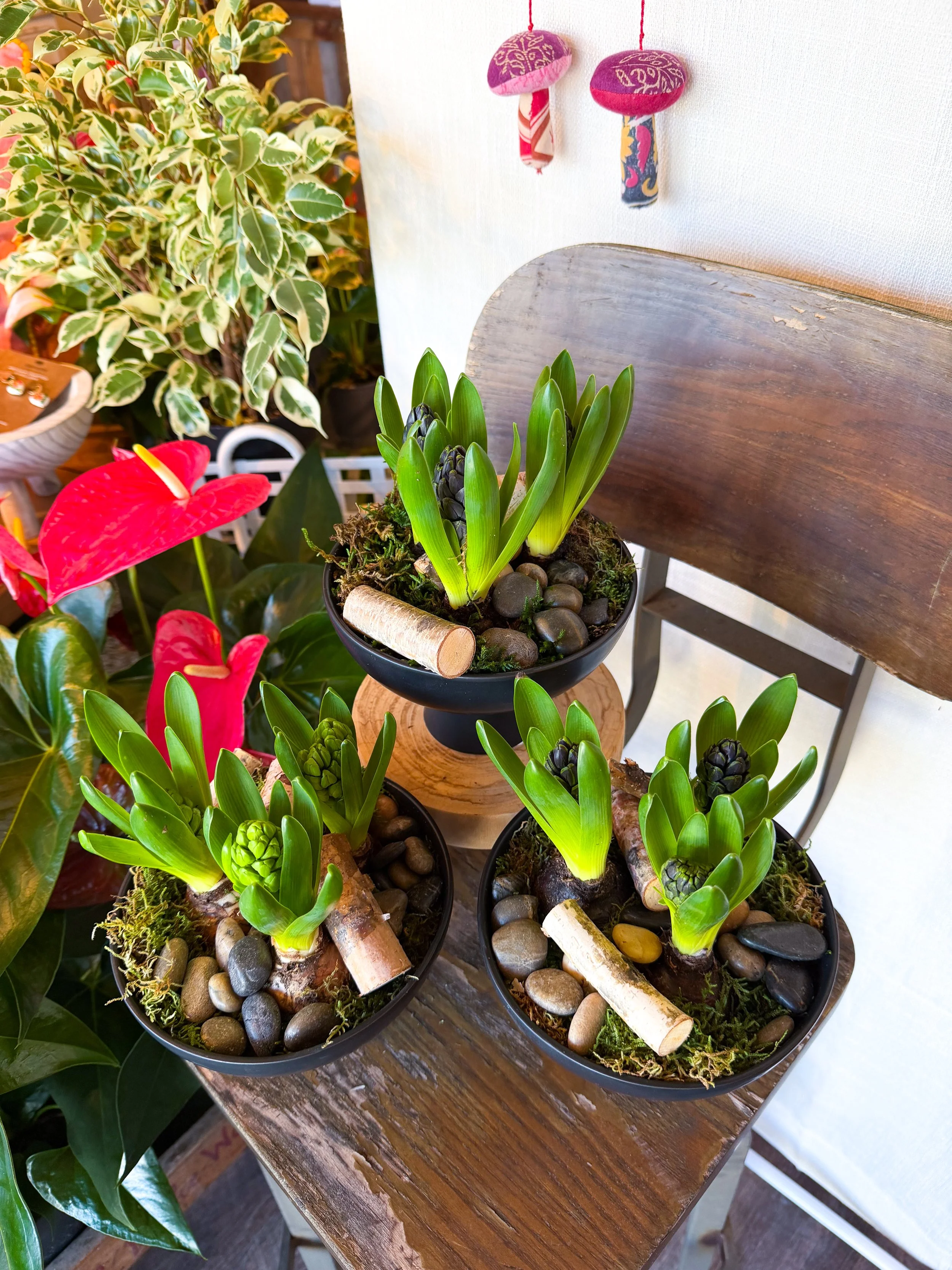 POTTED HYACINTH BULBS