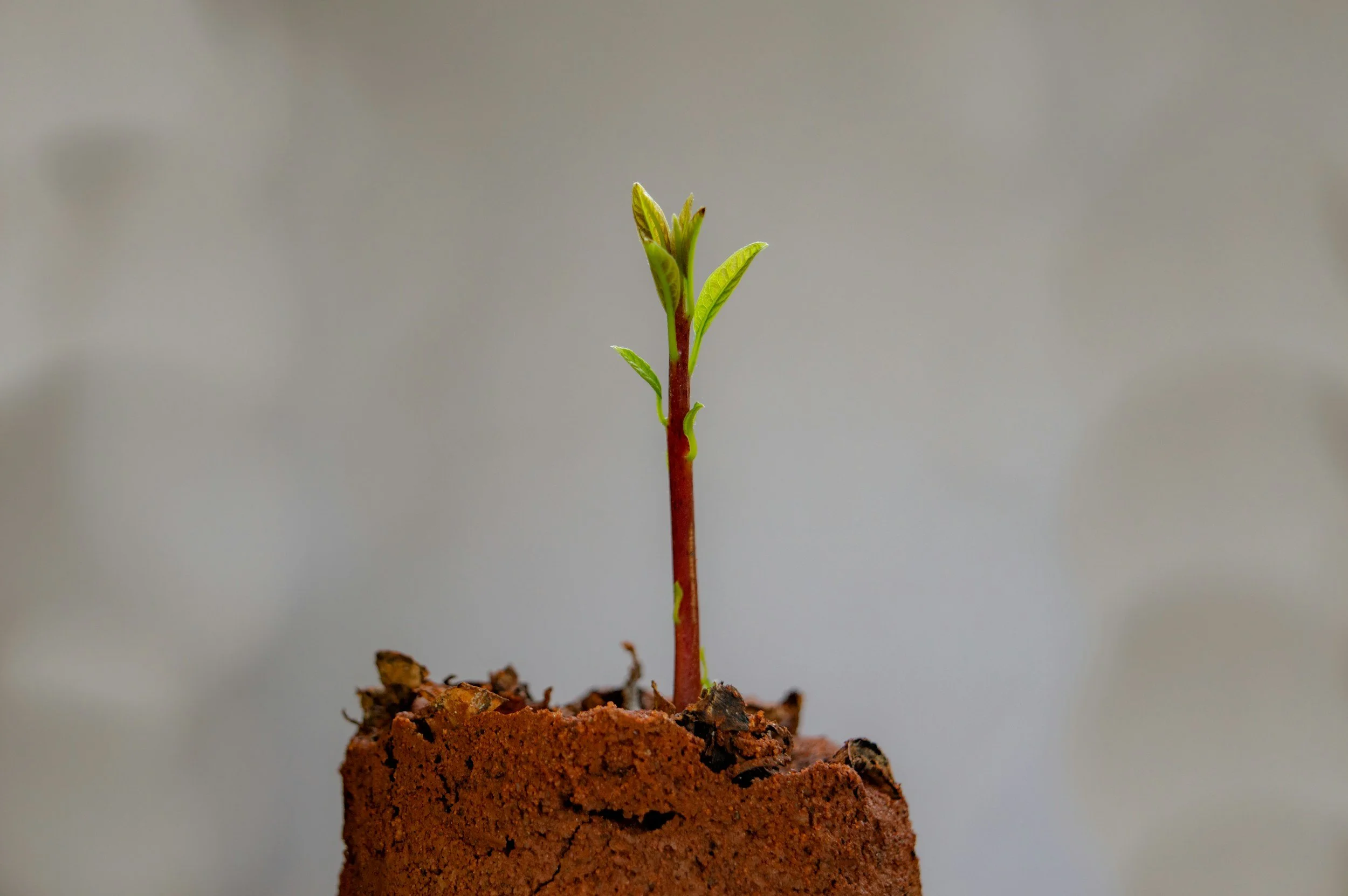 A small green plant sprouting from a patch of brown soil against a blurred background. Businesses start with an idea - a dream - then grow into something.