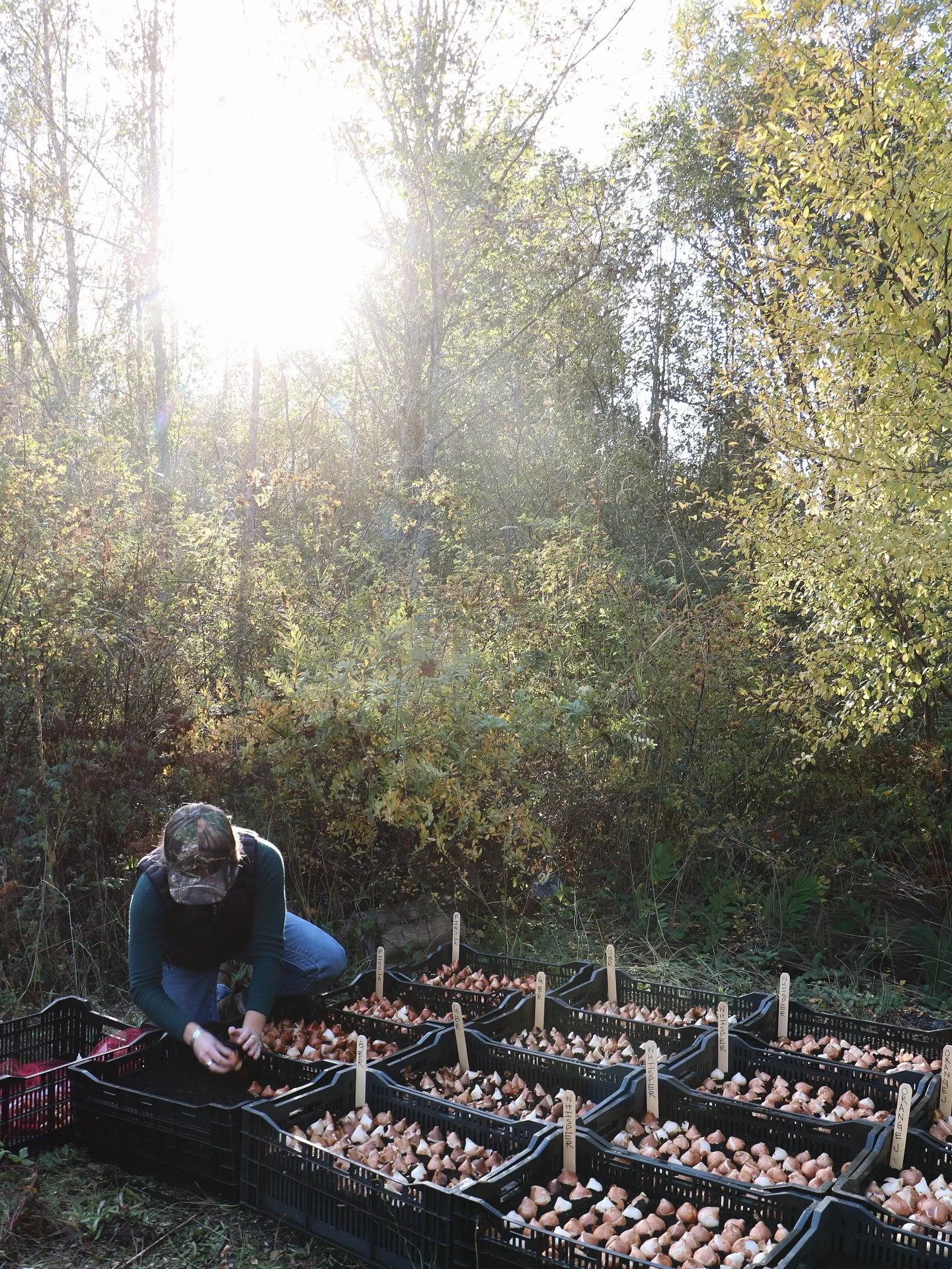 Tucked away the last of the 2026 tulip crop yesterday! Most cut flower farms (us included) treat our tulips as annuals pulling up bulb and all to get extra stem length and cooler storage time. Growing in crates makes this harvest style easy, and also