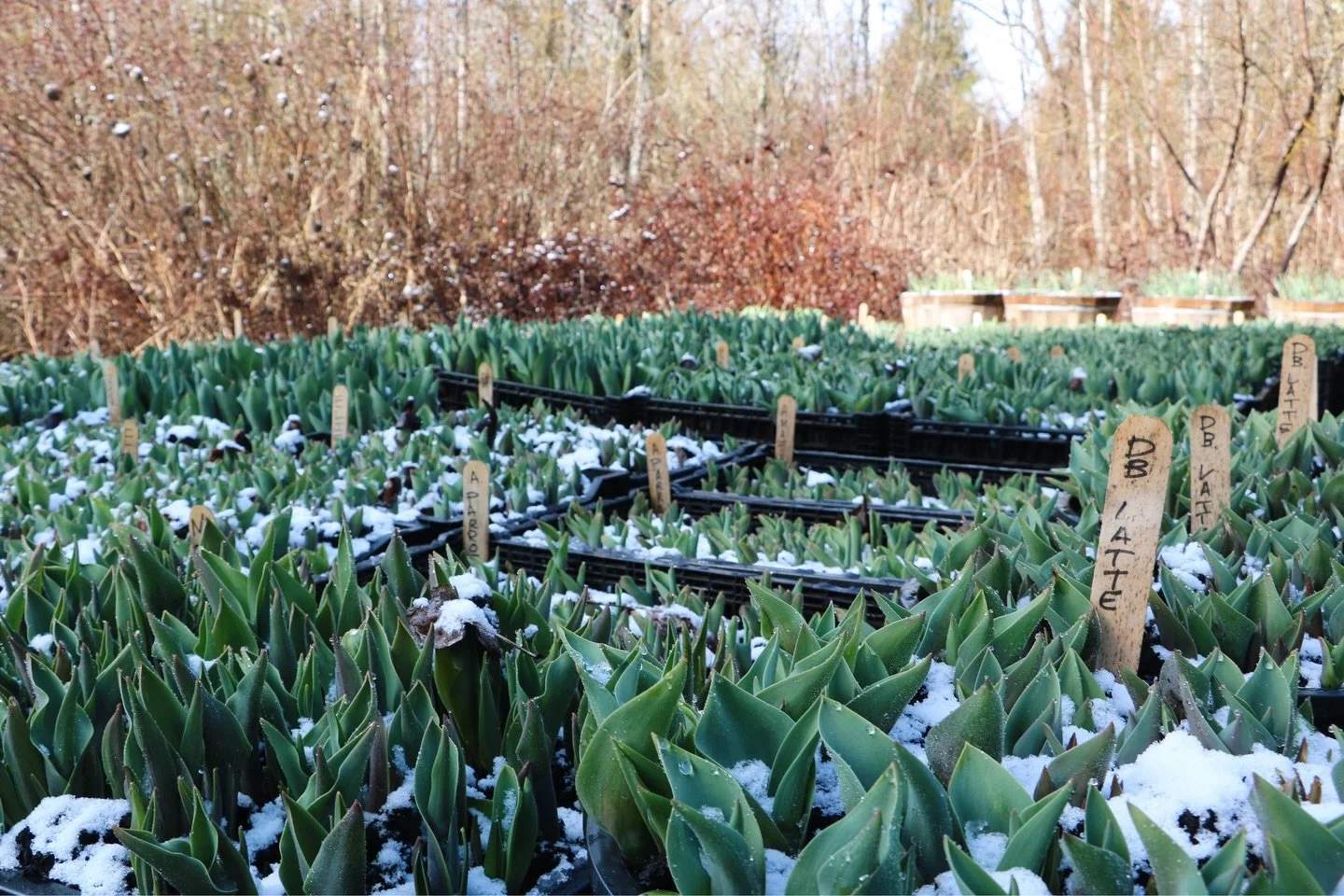 Peak early spring vibes up here! Frosty tulips and garlic, tarps down in the hoop house and the greenhouse filling up more and more each day.
