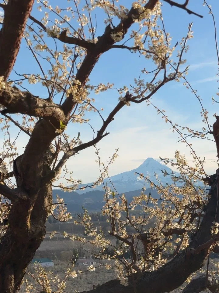 Early spring farm diaries. I&rsquo;ve been focused on seeding and tulip harvest, while Alex and the crew have been prepping the orchard for the coming season. Such an exciting and busy time!