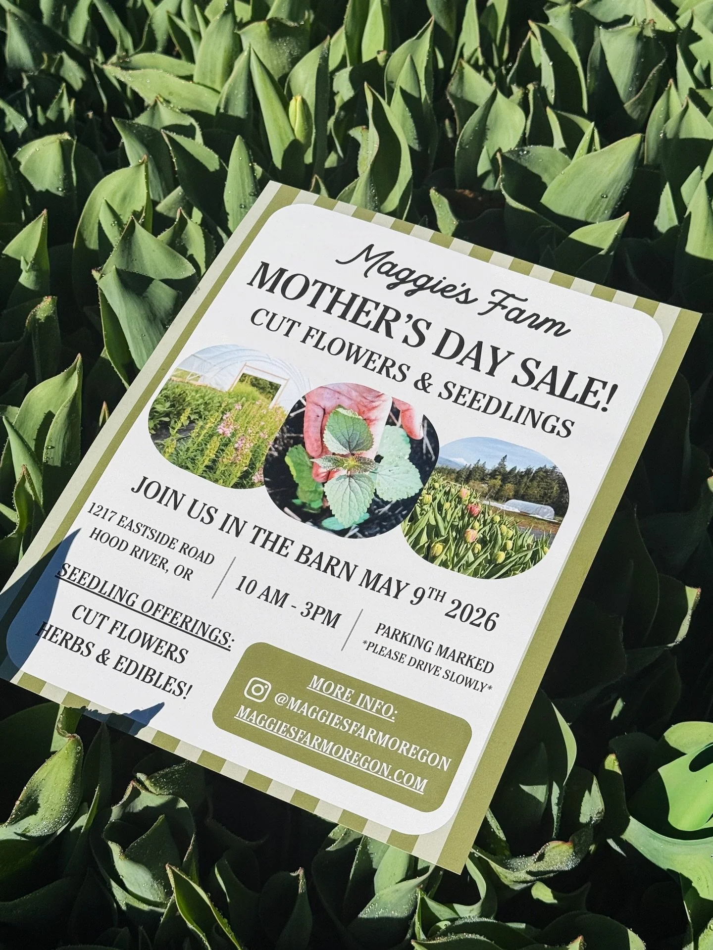 Save the date for our cut flower and seedling sale this Mother&rsquo;s Day weekend! The sale will take place May 9th from 10:00 AM to 3:00 PM.

Offerings include farm bouquets for mom, cut flower seedlings, and vegetable starts. If you&rsquo;re plann