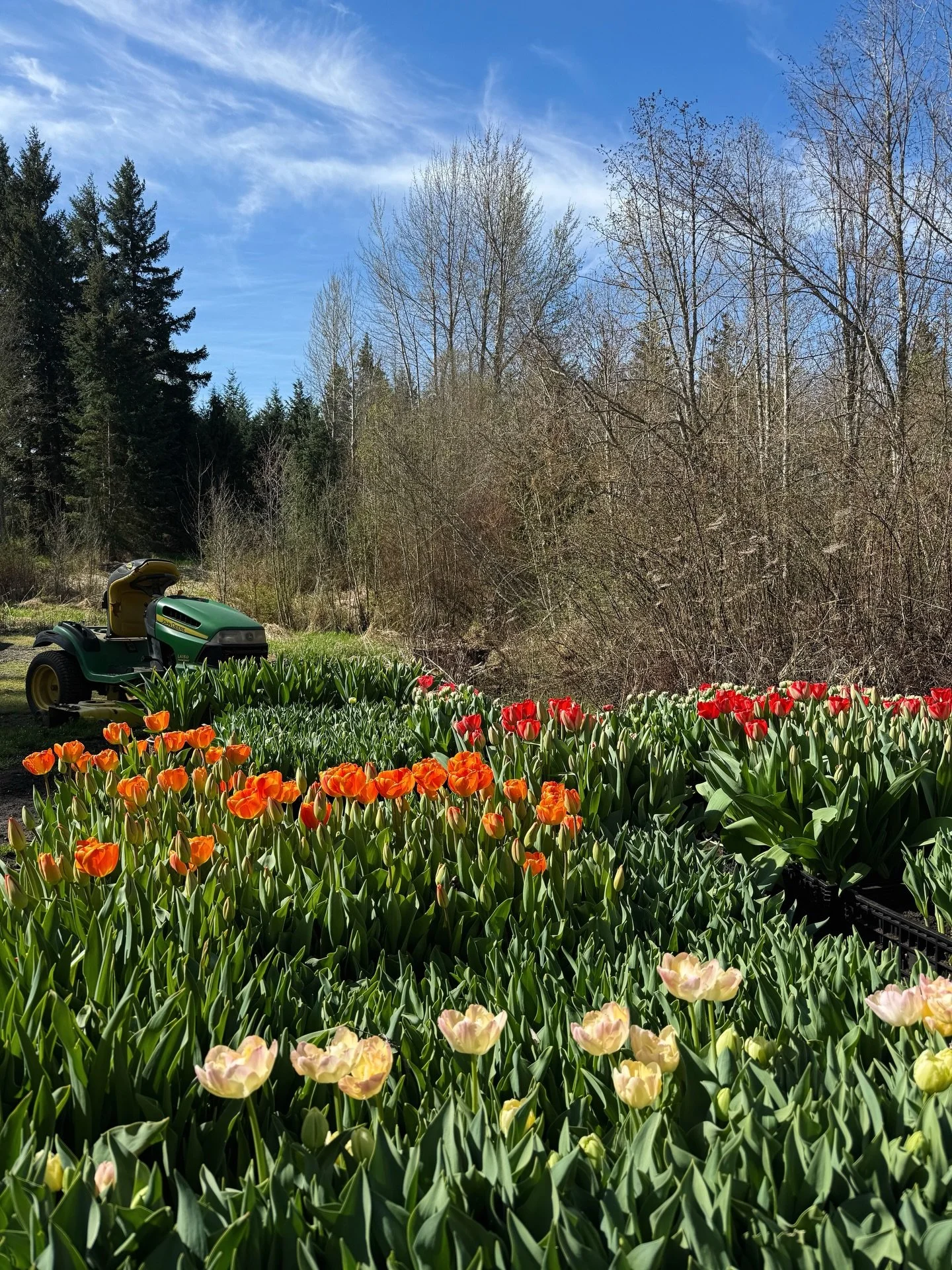 Hitting the half way mark with tulip season! The cooler is loaded and about half of our varieties have been harvested. The next opportunity to pick up a bouquet will be next weekend at Spring Fest hosted by @mainstreetmosier. See you there!