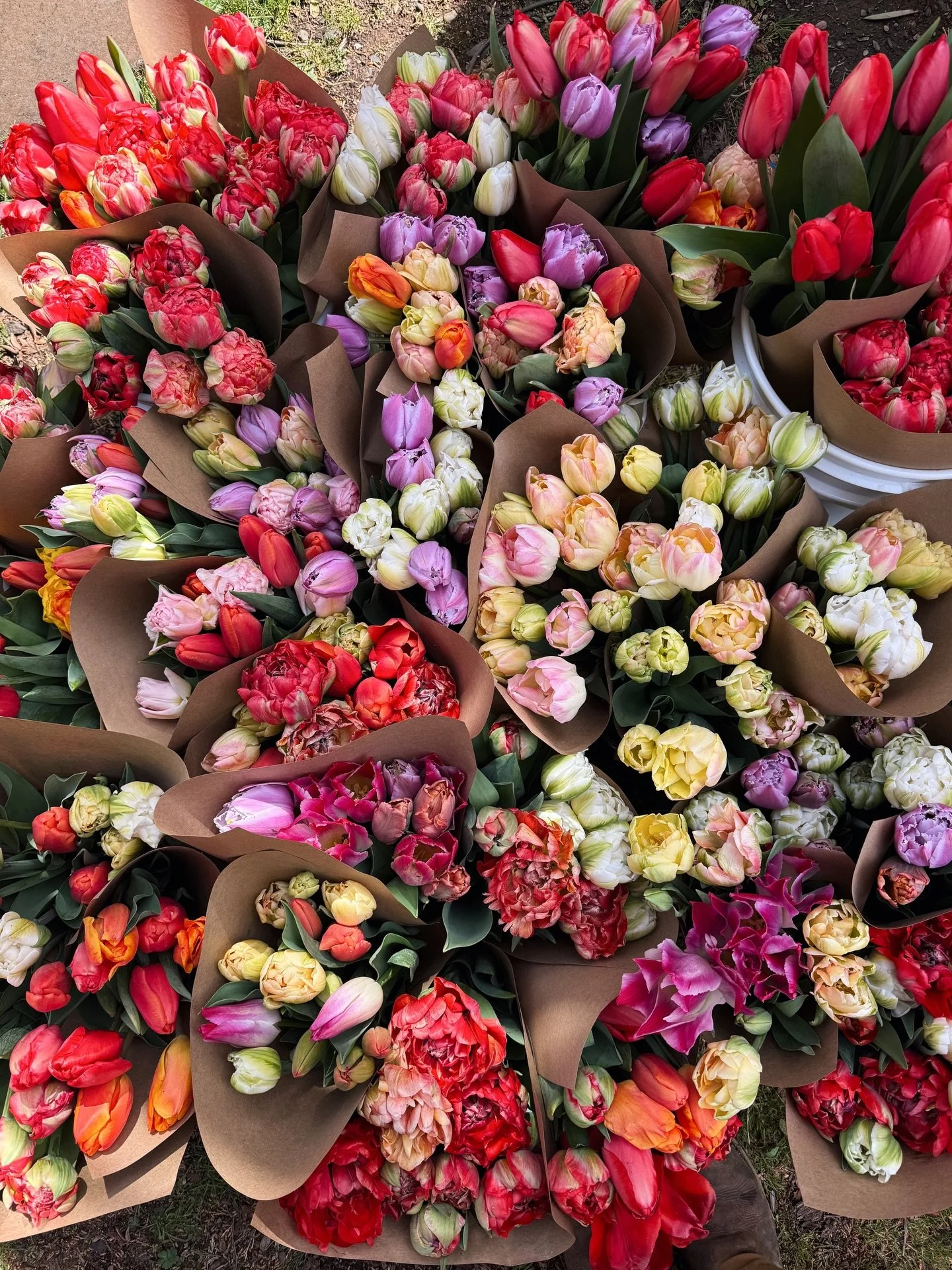 First market of the year! 
Tulips, seedlings &amp; merch 🌱
Mosier Spring Fest 
11:00 to 4:00pm
Downtown Mosier, OR