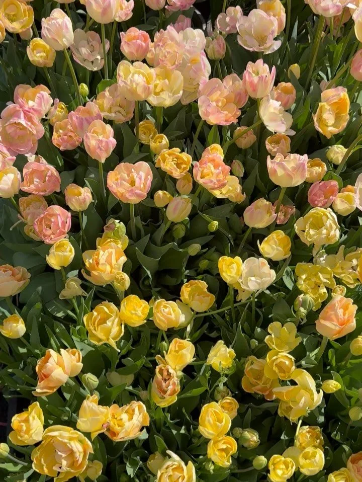 A week full of late season tulips and transplanting seedlings. Getting ready for our Mother&rsquo;s Day Weekend sale coming up on May 9th!