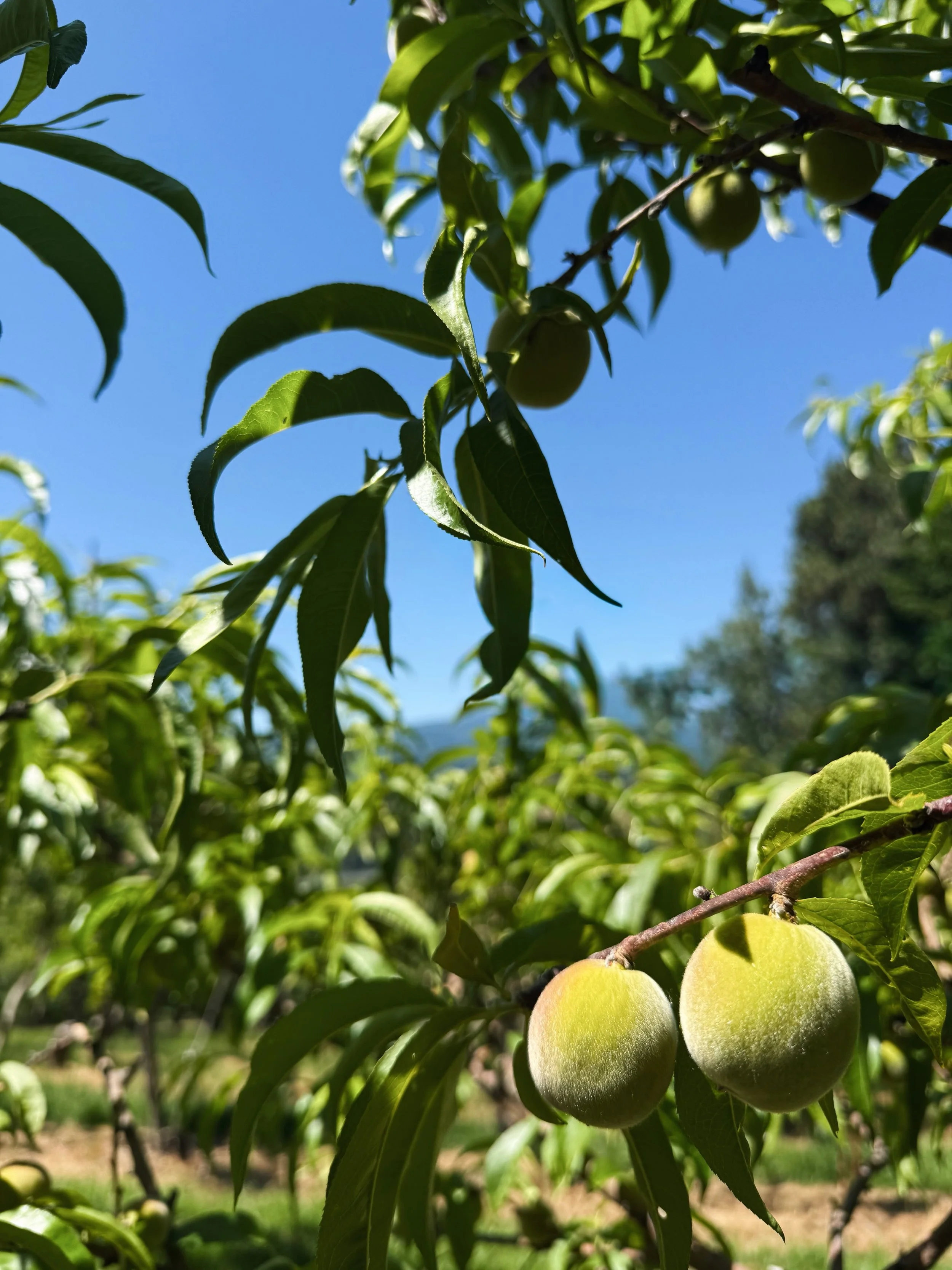 Baby fruit season! We&rsquo;ll be back at the markets this weekend, but won&rsquo;t have fruit with us until late June/ early July. We can&rsquo;t wait! 🍒