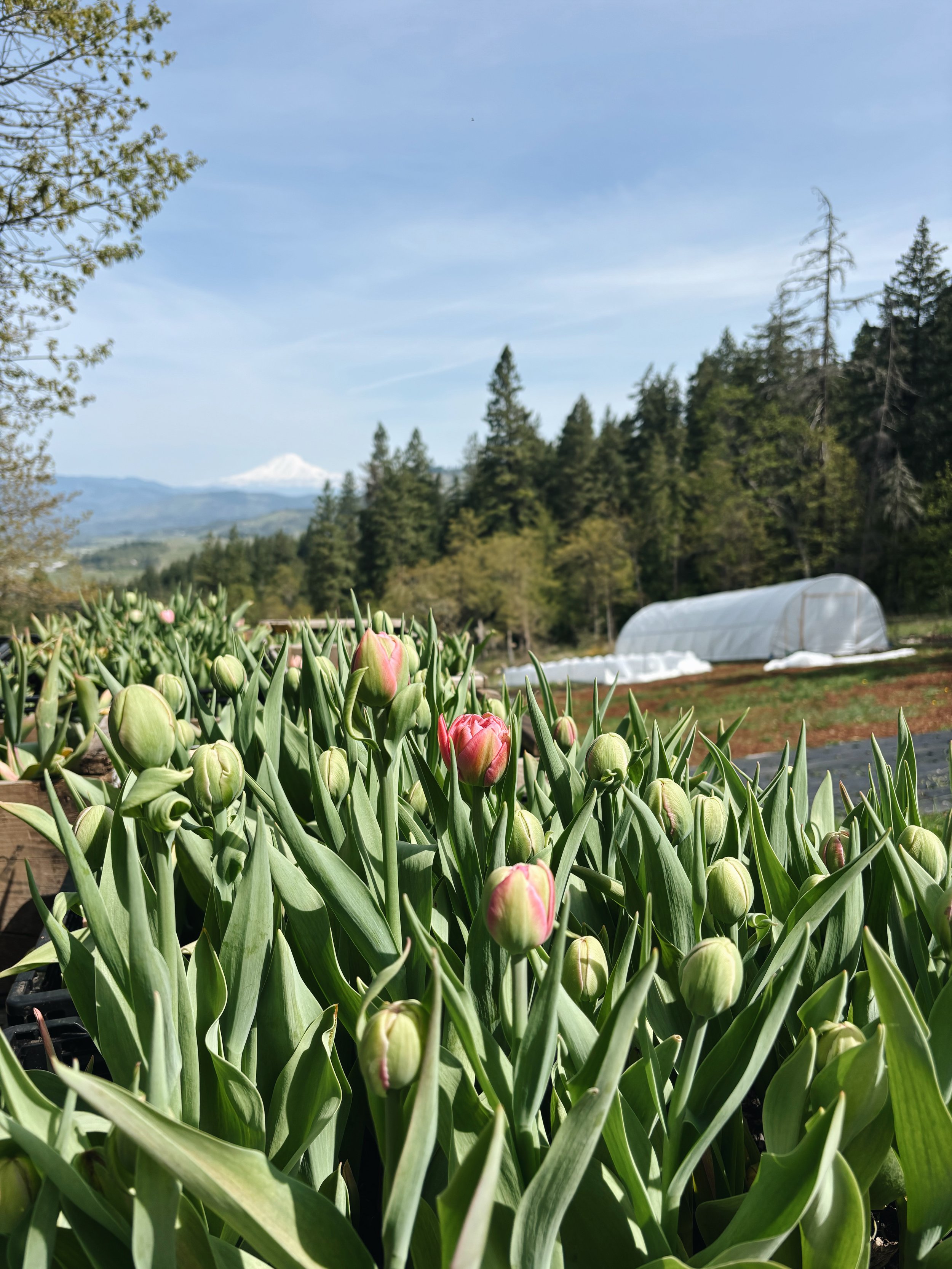 Spring Tulip CSA (4 weeks)