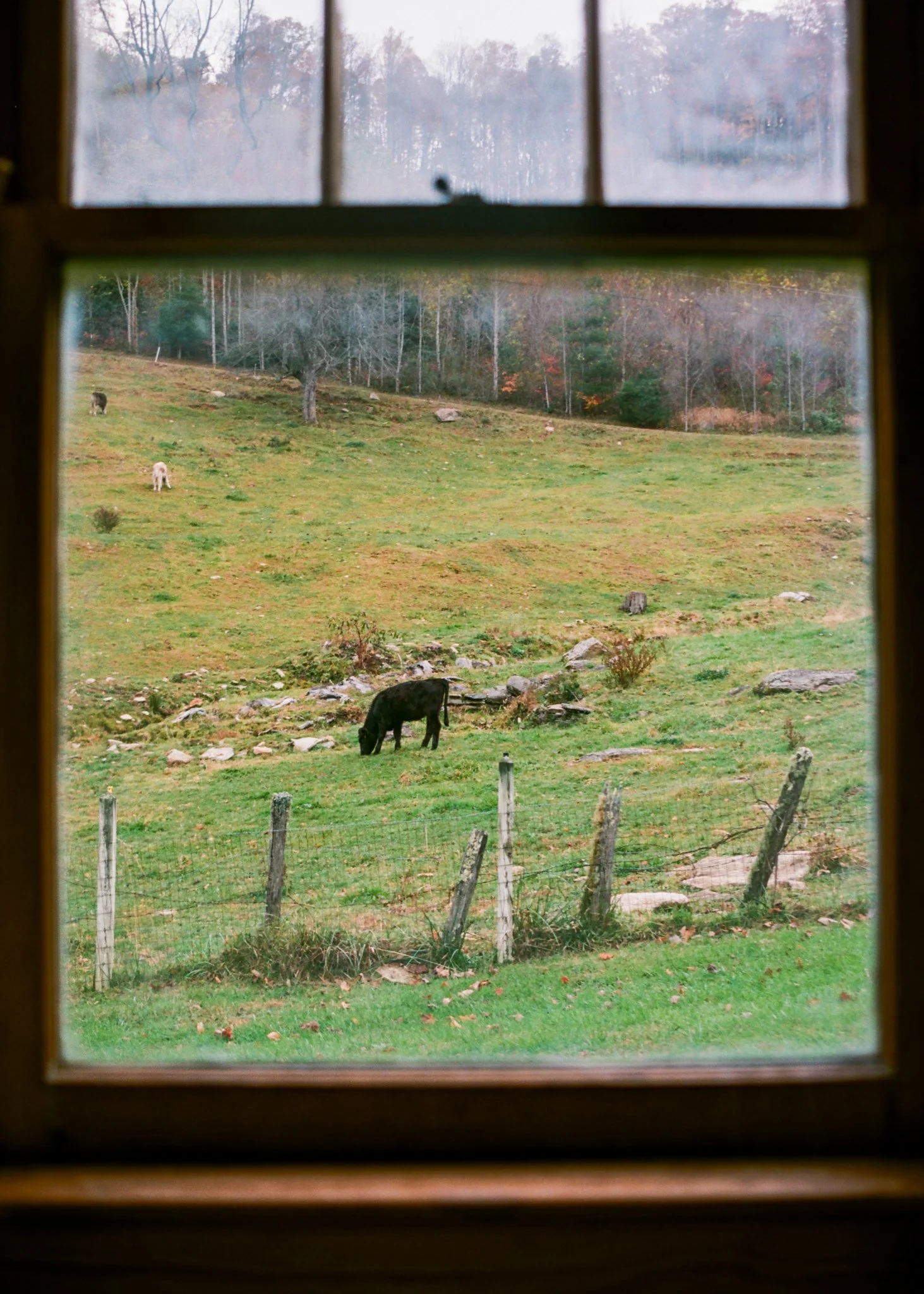 View of a grassy field with a cow grazing near a fence, visible through a window frame with four panes.