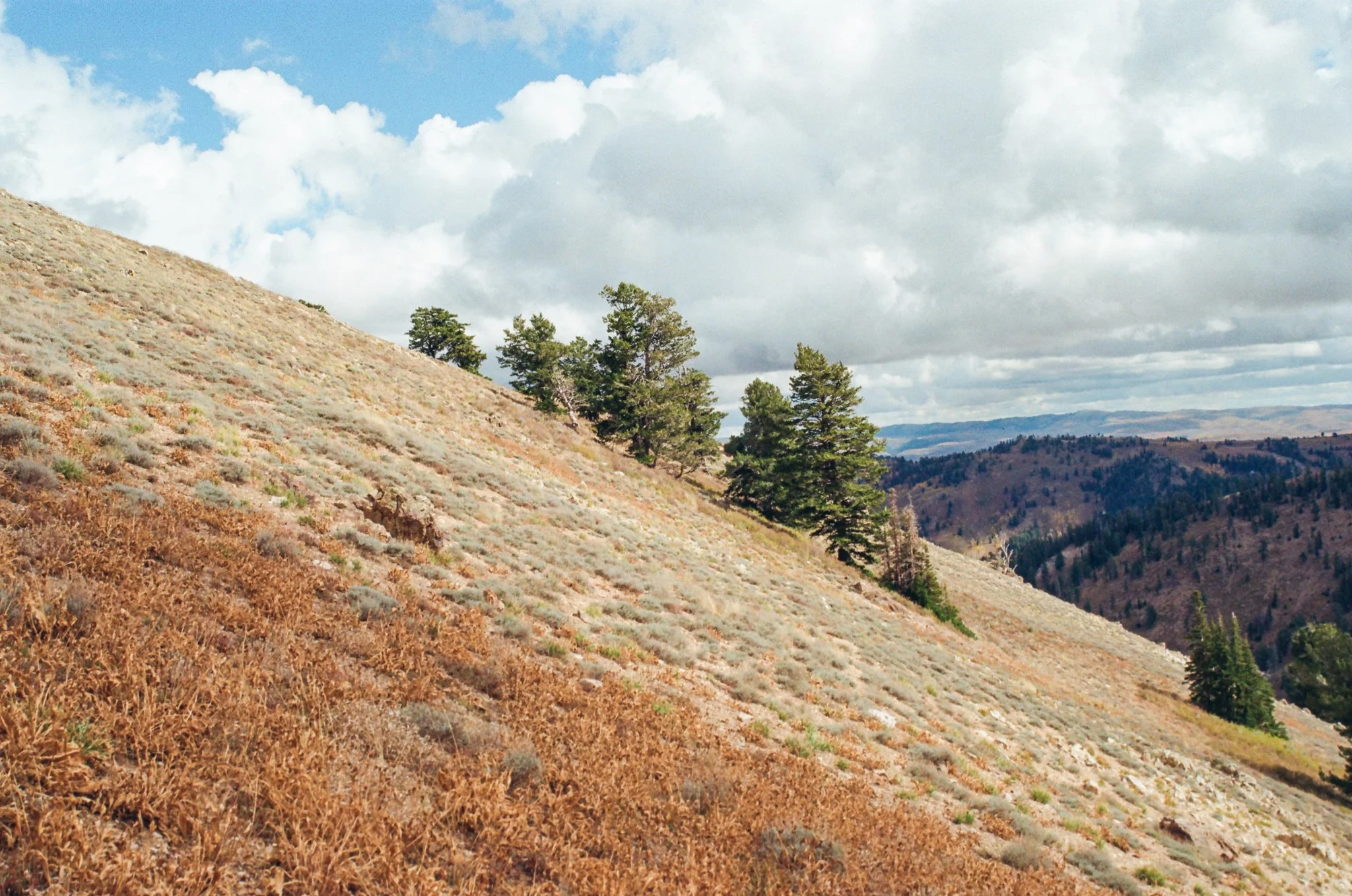 Hilly landscape with dry grass, scattered green trees, and a partly cloudy sky in the distance.
