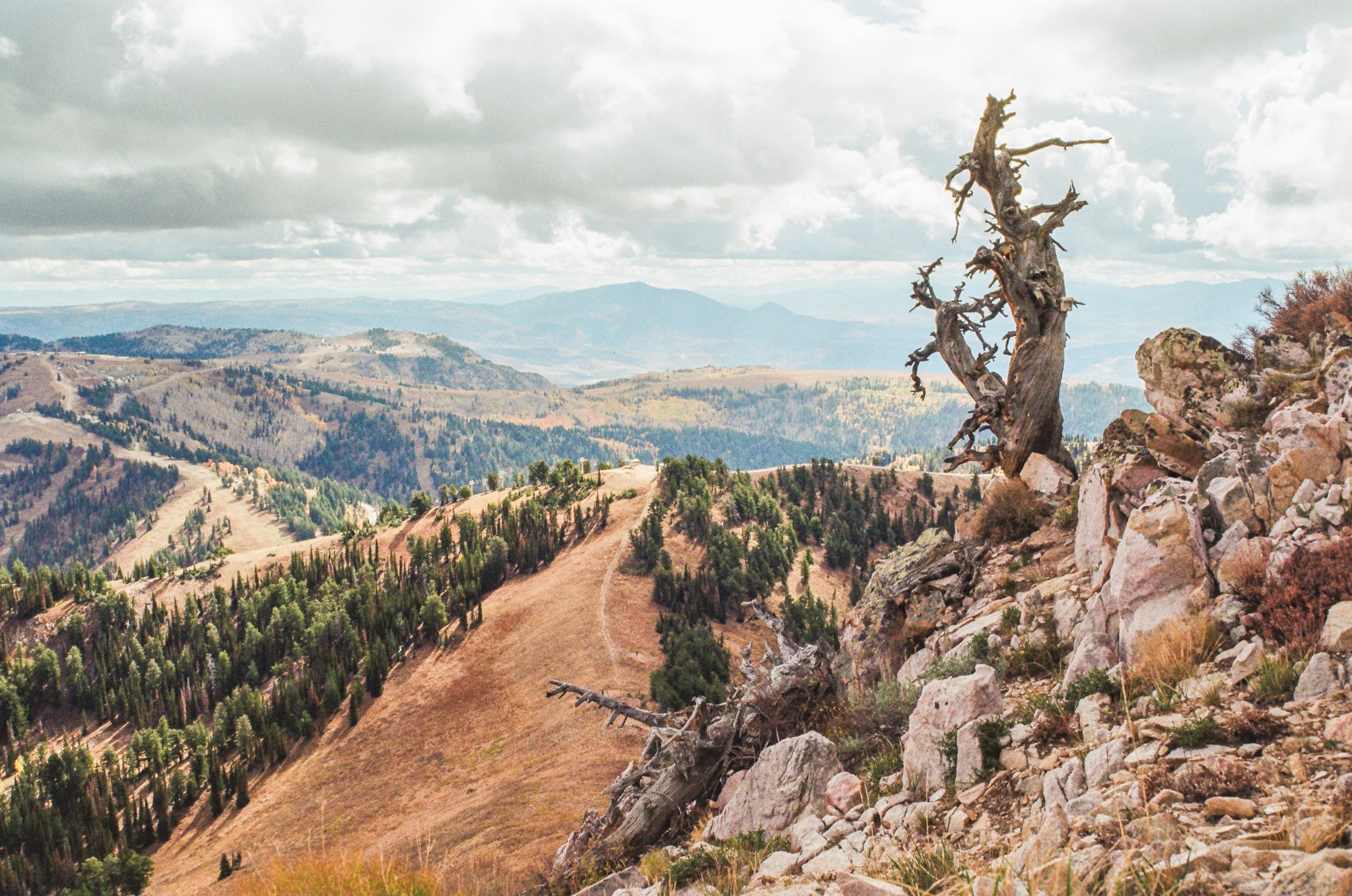 A rugged mountain landscape with a twisted, dead tree in a rocky outcrop in the foreground, rolling hills covered with trees, and a cloudy sky overhead.