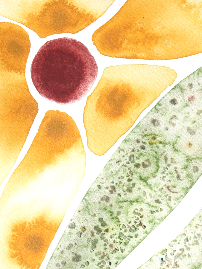 Sun-Patch_Close-up_Website.png
