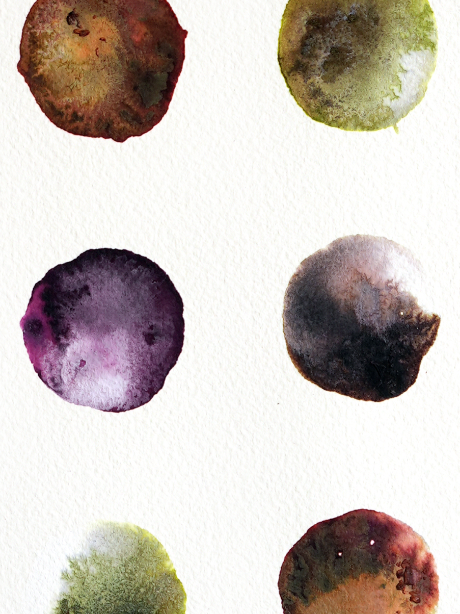 Olive-Grove_Close-Up.png