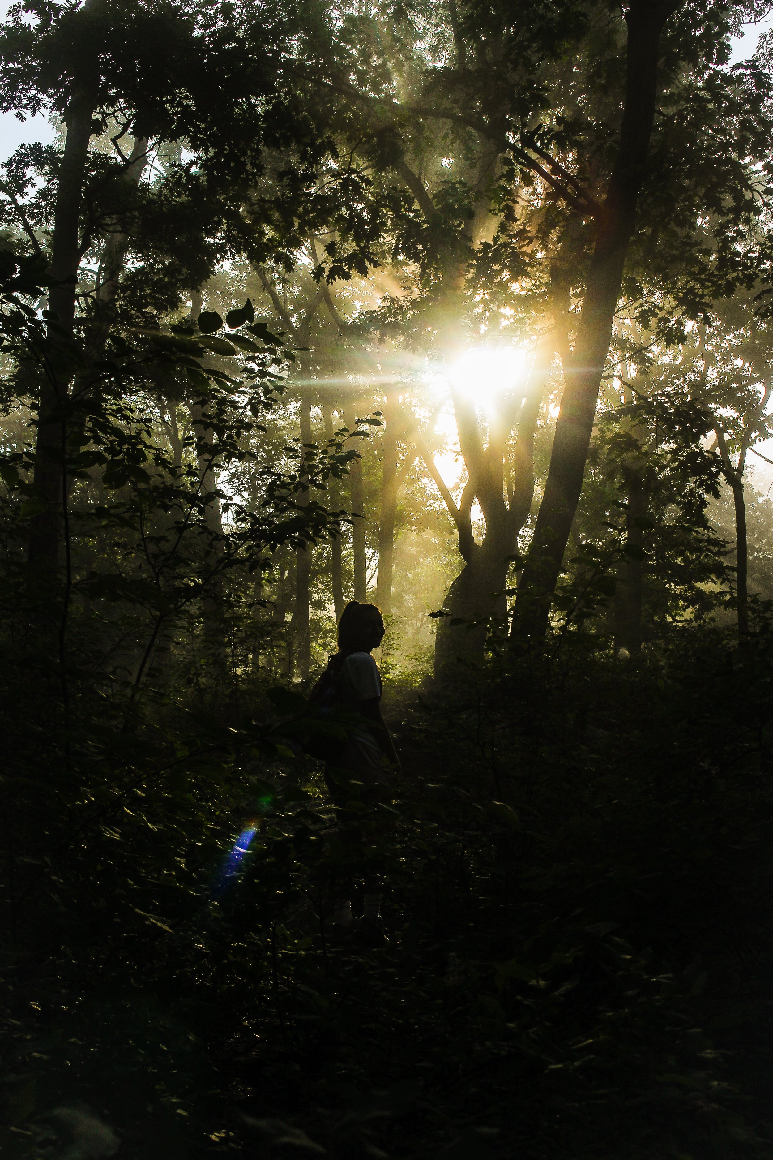A person walking through a dense forest with sunlight streaming through the trees, creating a backlit silhouette.