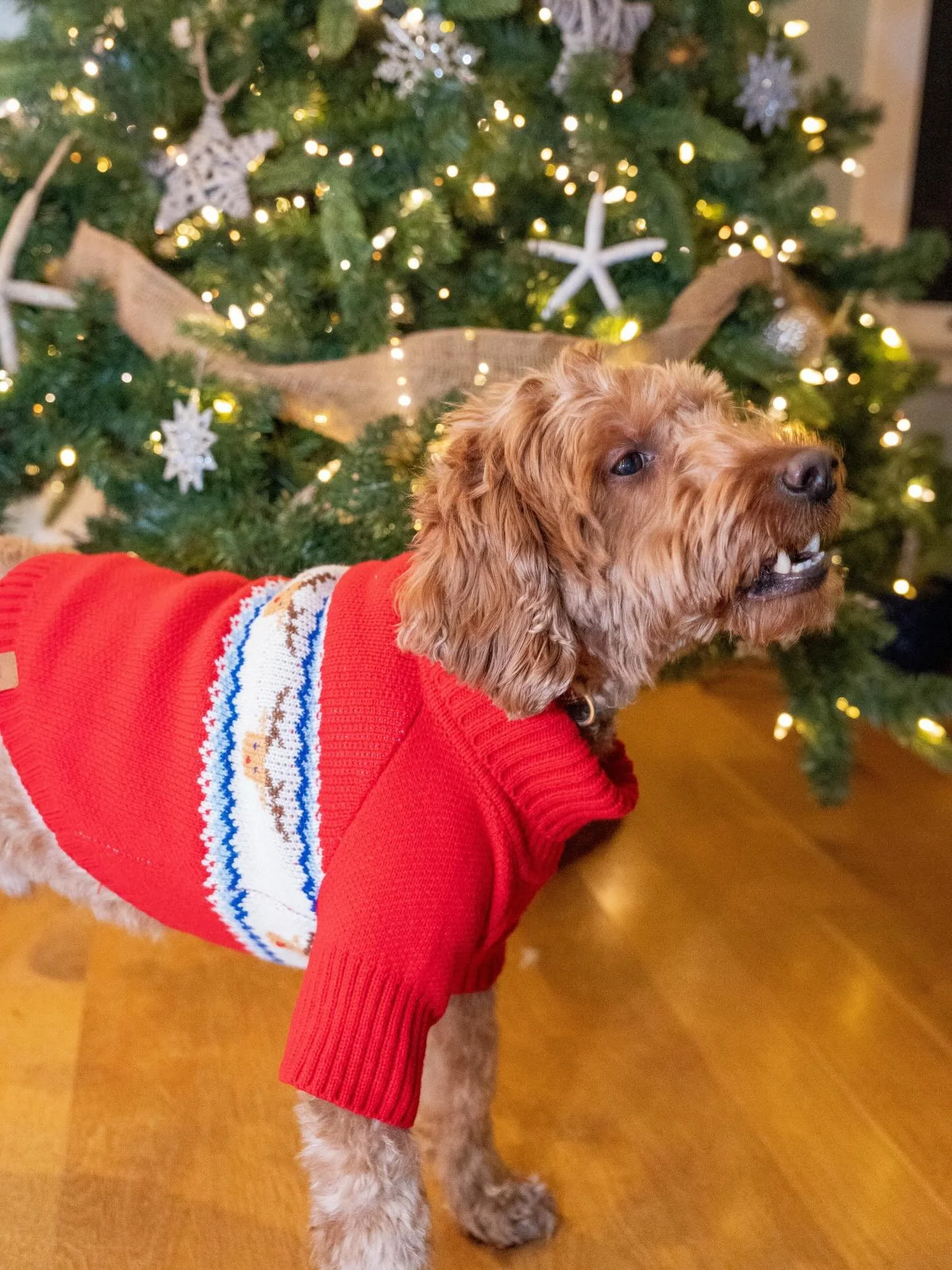 Coop was fitted up for Christmas Eve🎄🦮