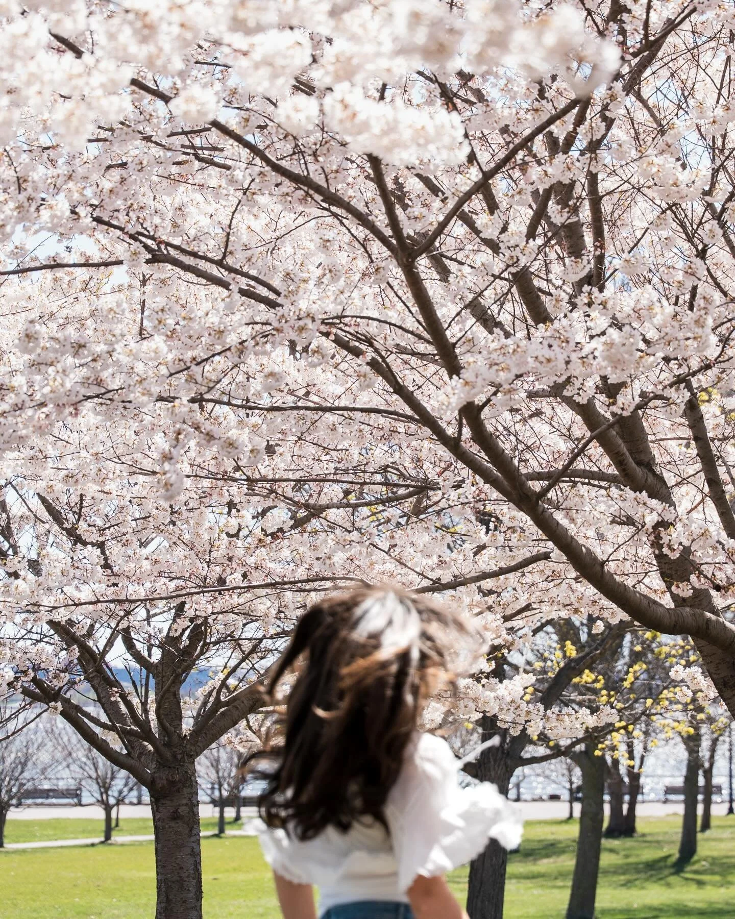 Some more scenes with Grace and the cherry blossoms📸🌸

#njphotographer #nycphotographer #cherryblossom #cherryblossoms #portraitphotography