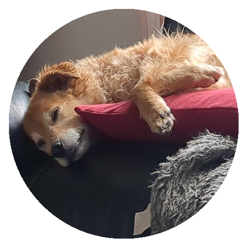 honey_500x500px.png
