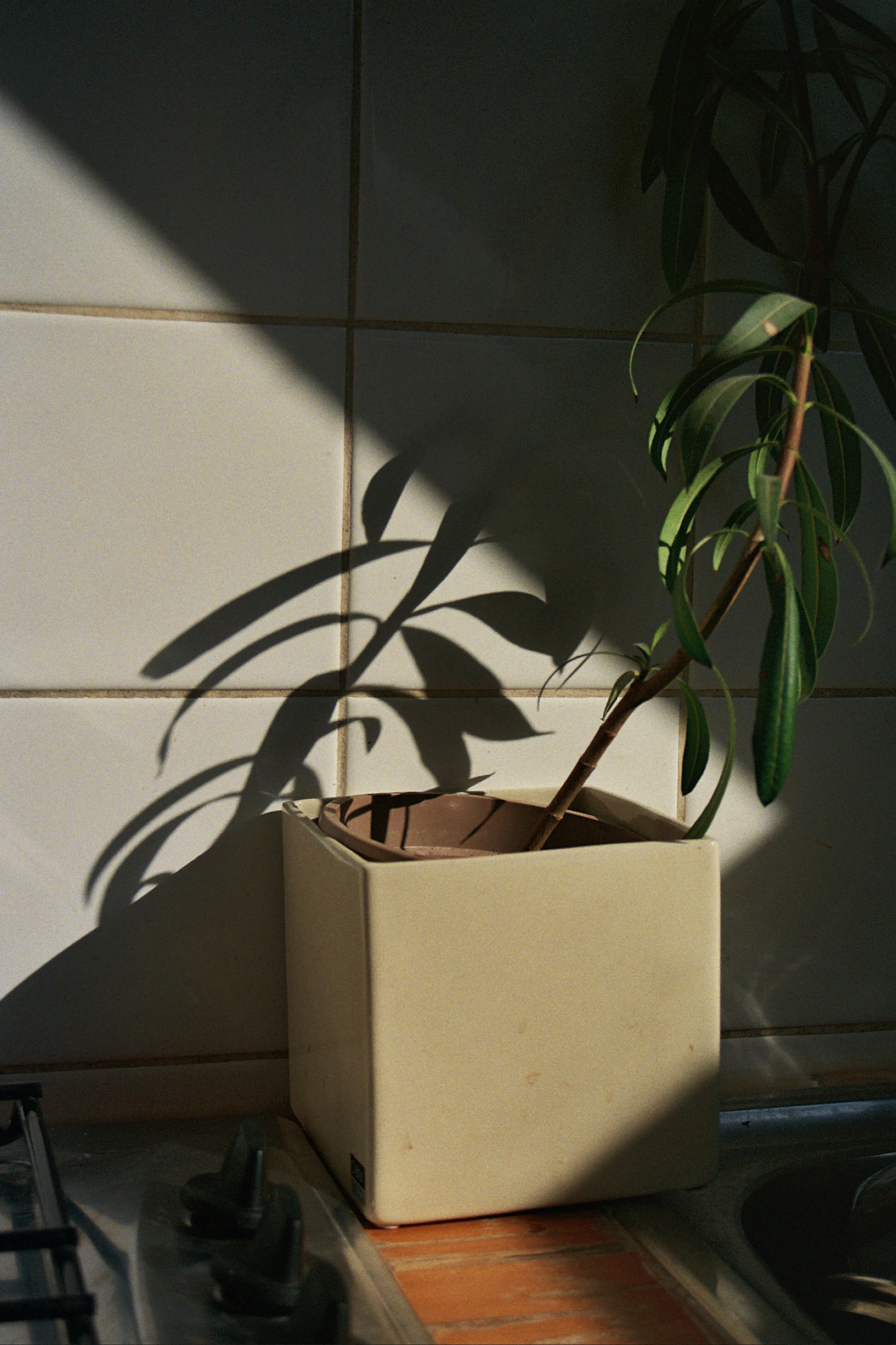 Une plante verte dans un pot carré beige, placée sur une surface en bois avec une cuisine en arrière-plan, avec un mur en carrelage blanc et de la lumière naturelle créant des ombres.