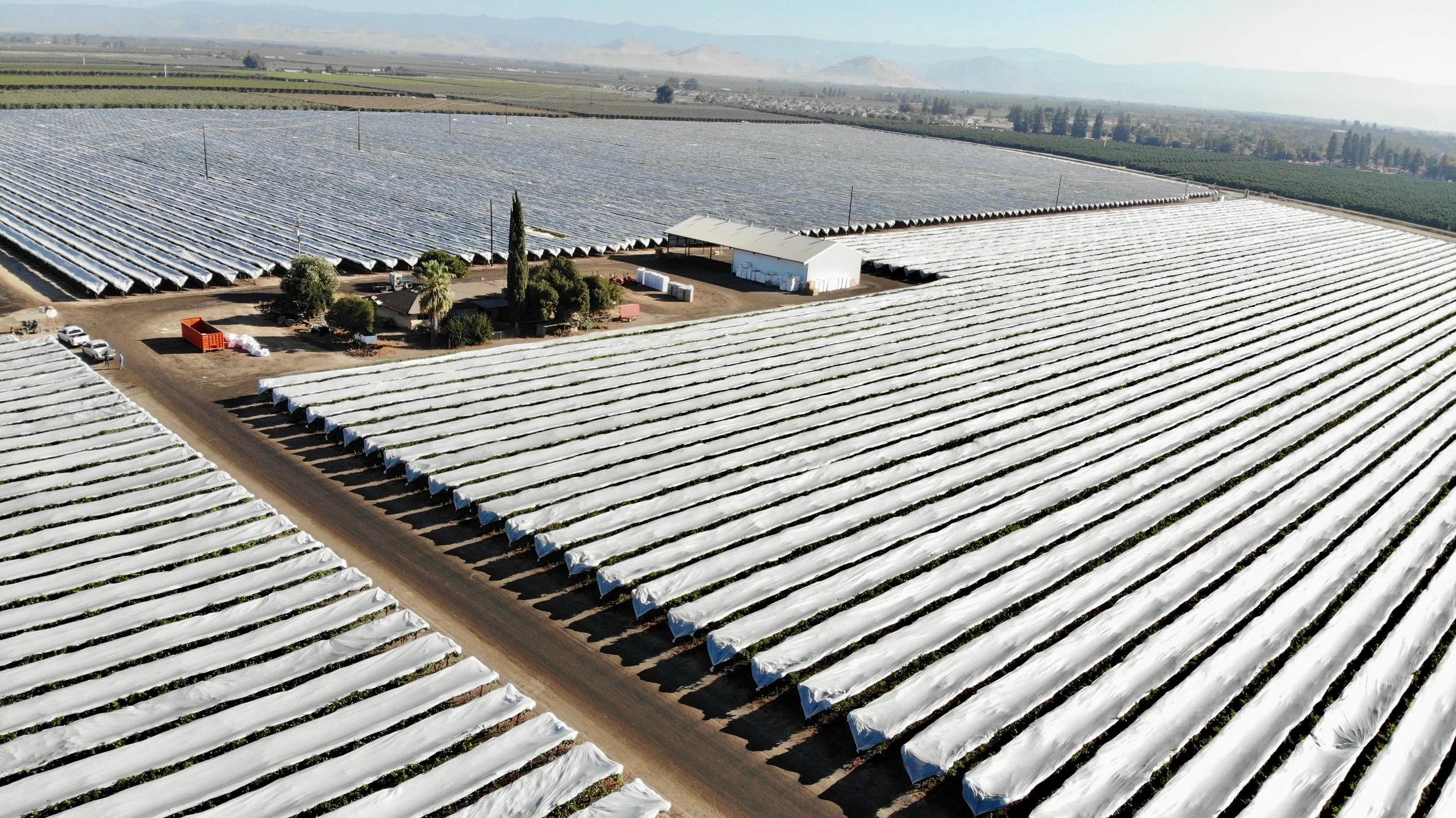 Aerial view of large agricultural farm with rows of crops covered by white plastic mulch, surrounded by dirt roads and a few small buildings, with mountains in the background.