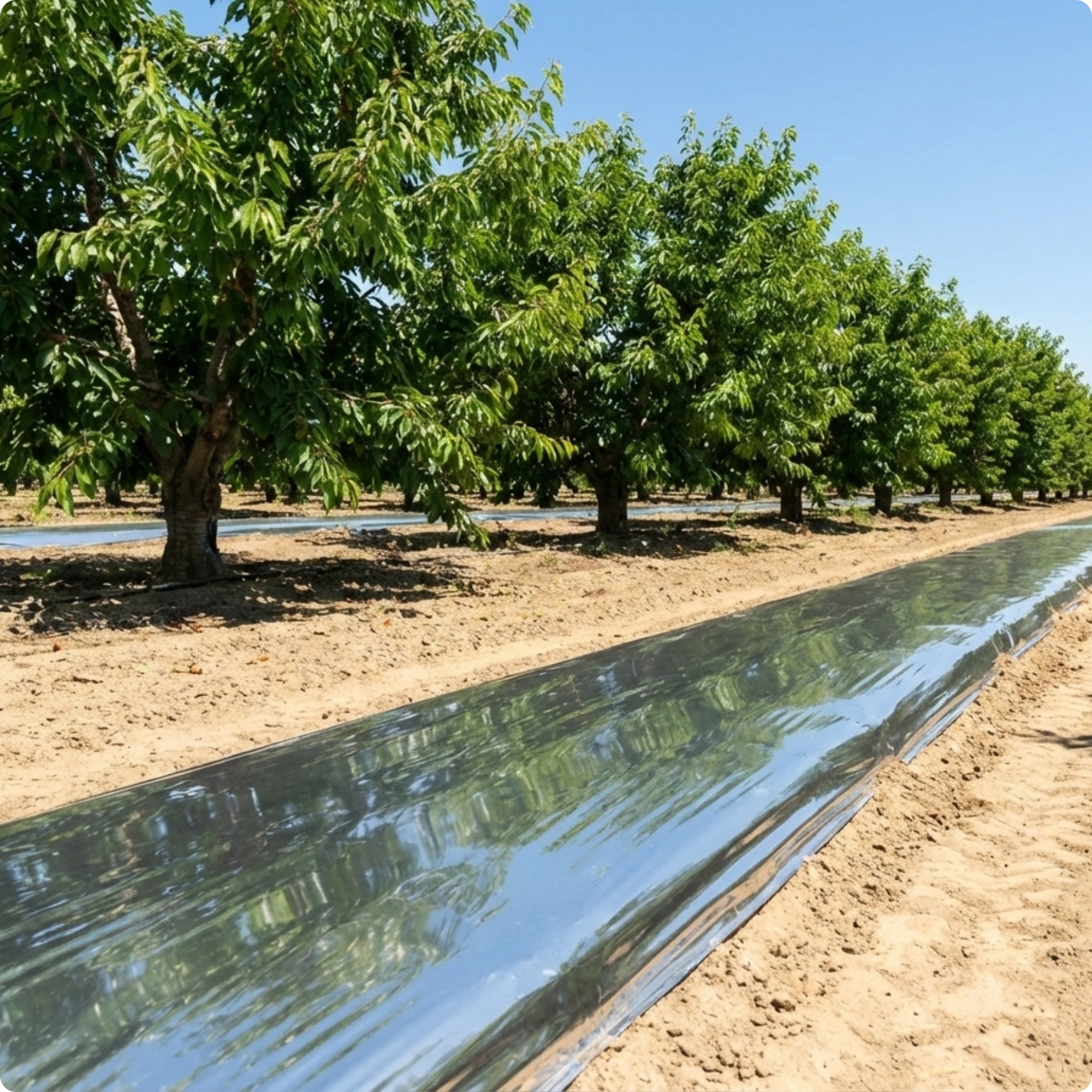 Rows of green fruit trees on a farm with InSeason Ag Reflective Film on the soil, under a clear blue sky.