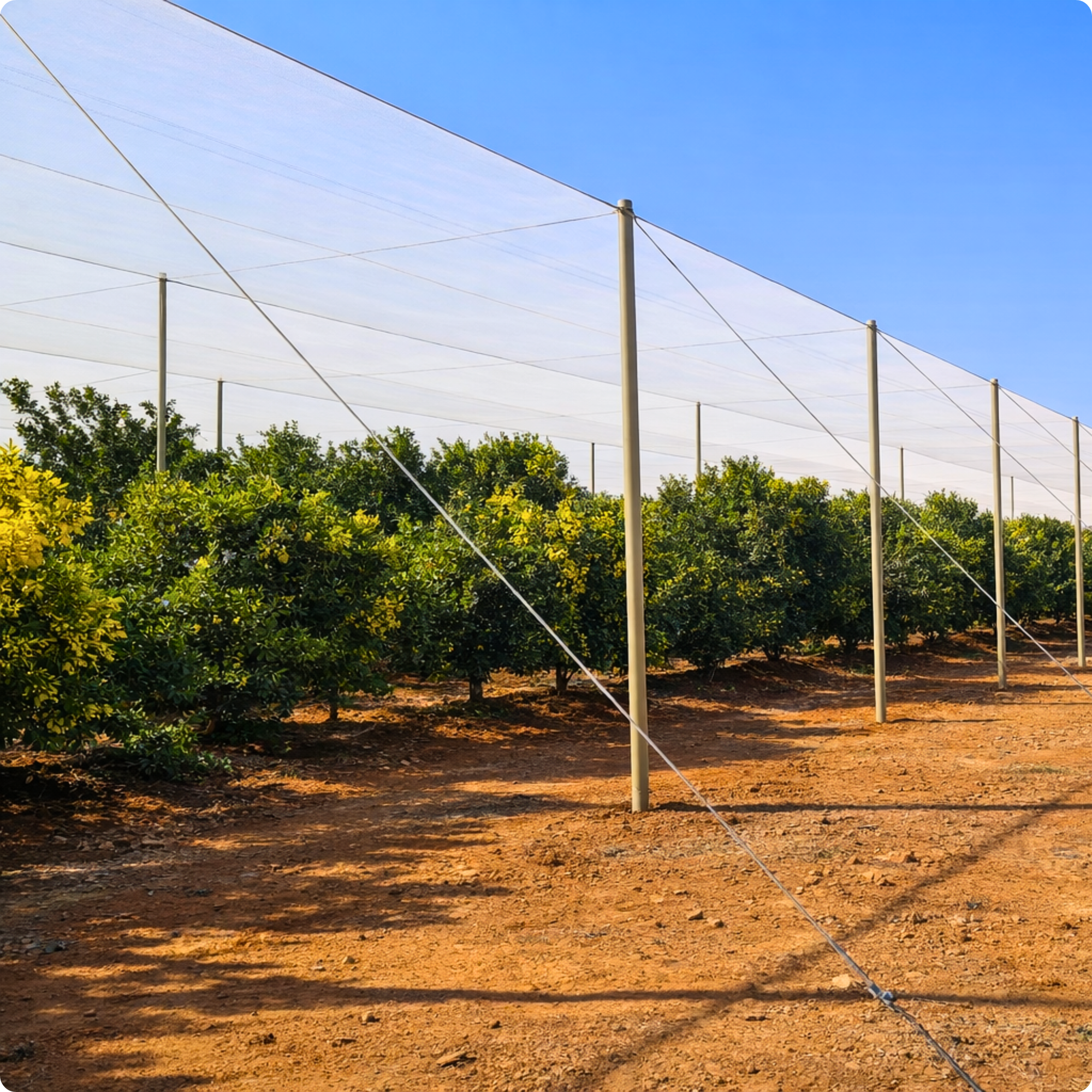 Orchard with rows of citrus trees under white shade cloth supported by metal poles, on sunny day with clear blue sky.