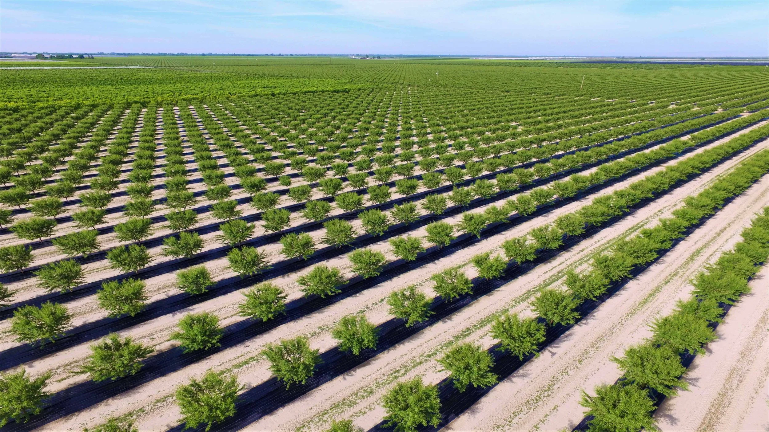 Aerial view of an agricultural field with rows of green trees or crops on black plastic mulch, extending to the horizon under a blue sky with scattered clouds.