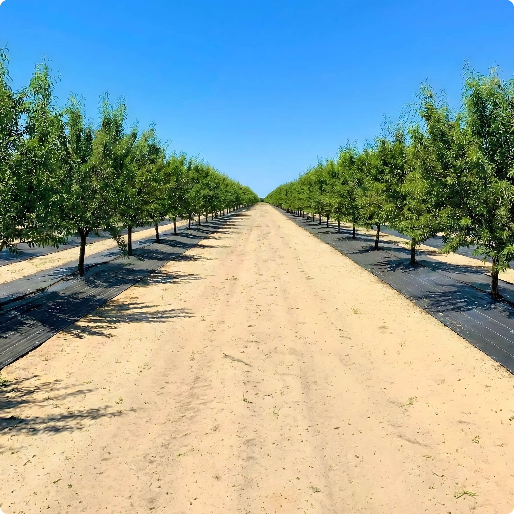 Row of young trees with green leaves on black InSeason Ag Weed Mat, in an orchard under a clear blue sky.