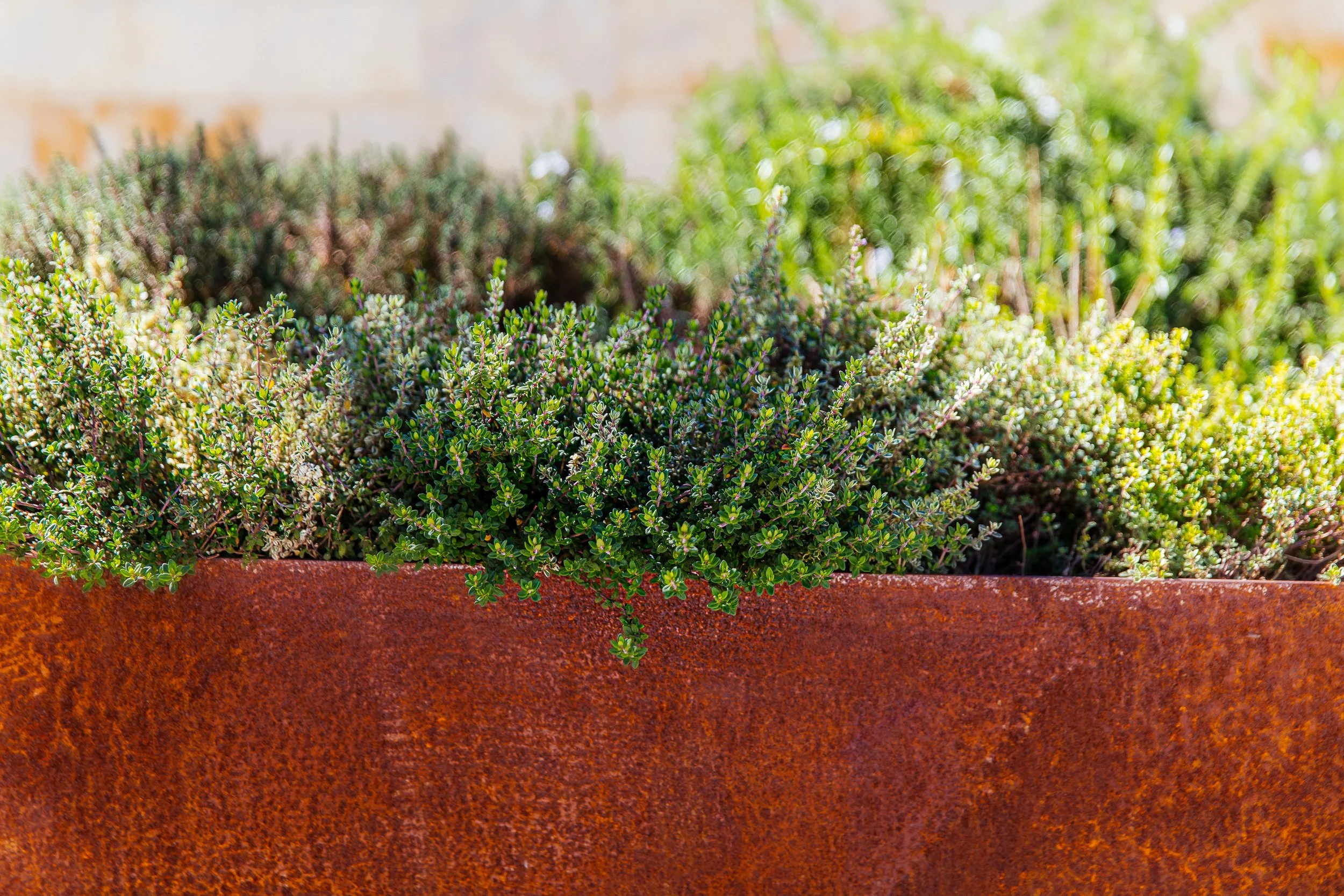 Fresh herbs from chef's garden Workshop Kitchen Palm Springs locally grown