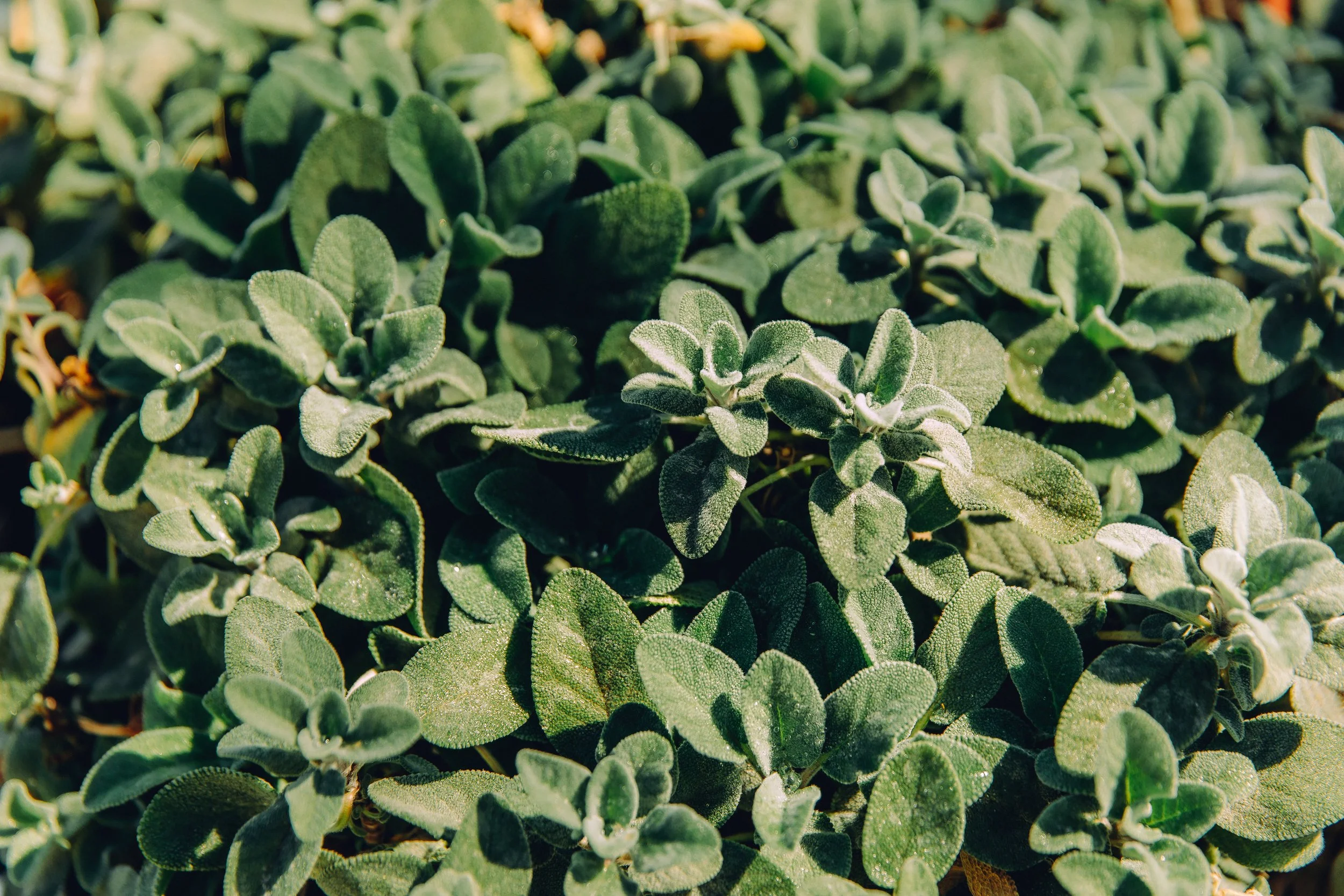 Fresh herbs growing in chef's garden Workshop Kitchen Palm Springs California cuisine