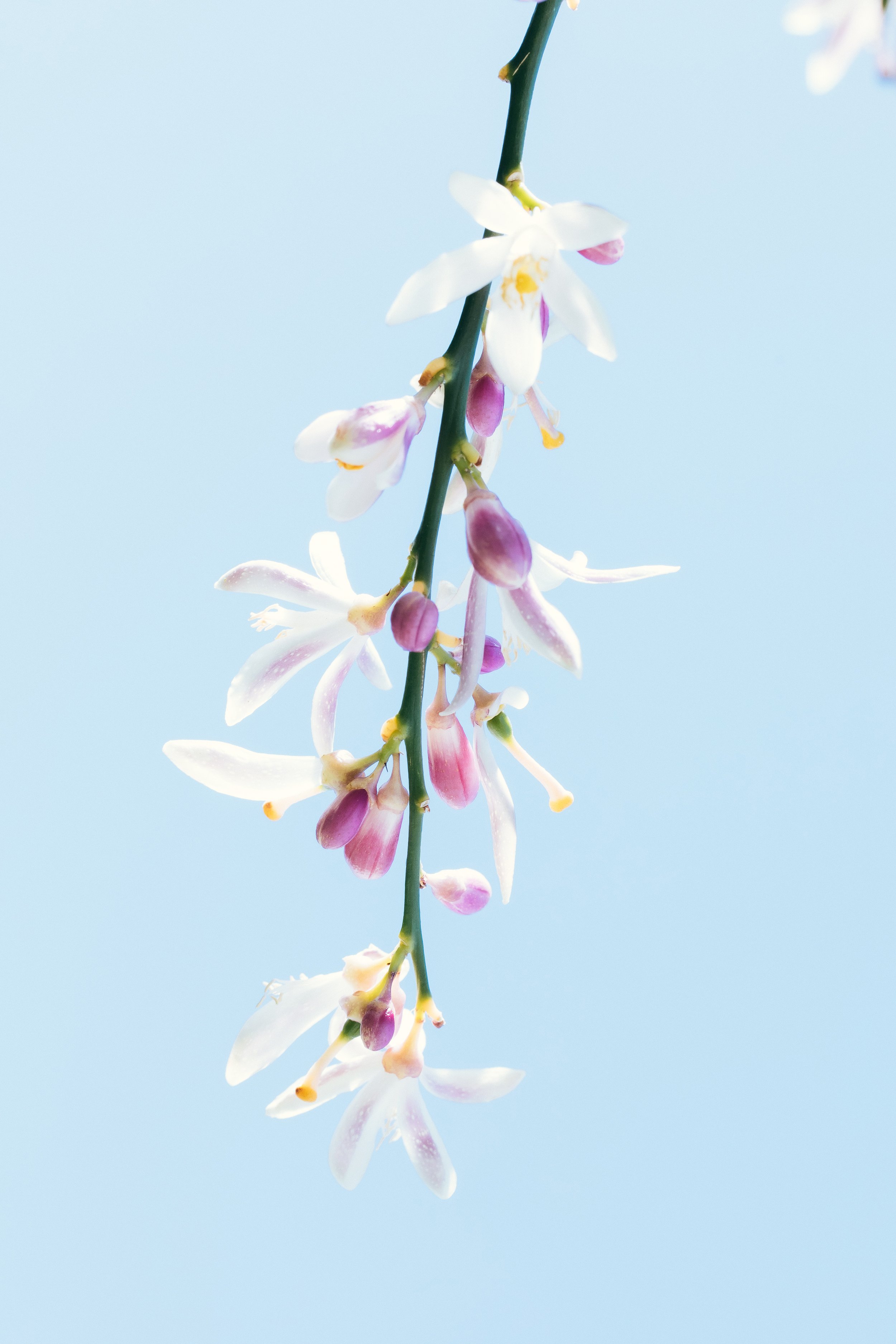 Chef's garden Workshop Kitchen Palm Springs farm-to-table fresh vegetables