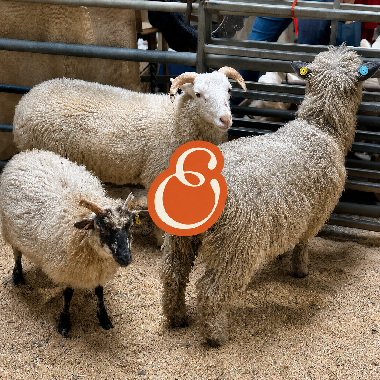Three sheep, one with curly wool and another with long wool, standing behind metal fencing at a farm or livestock event. The sheep with long wool has two colored buttons on its ears.