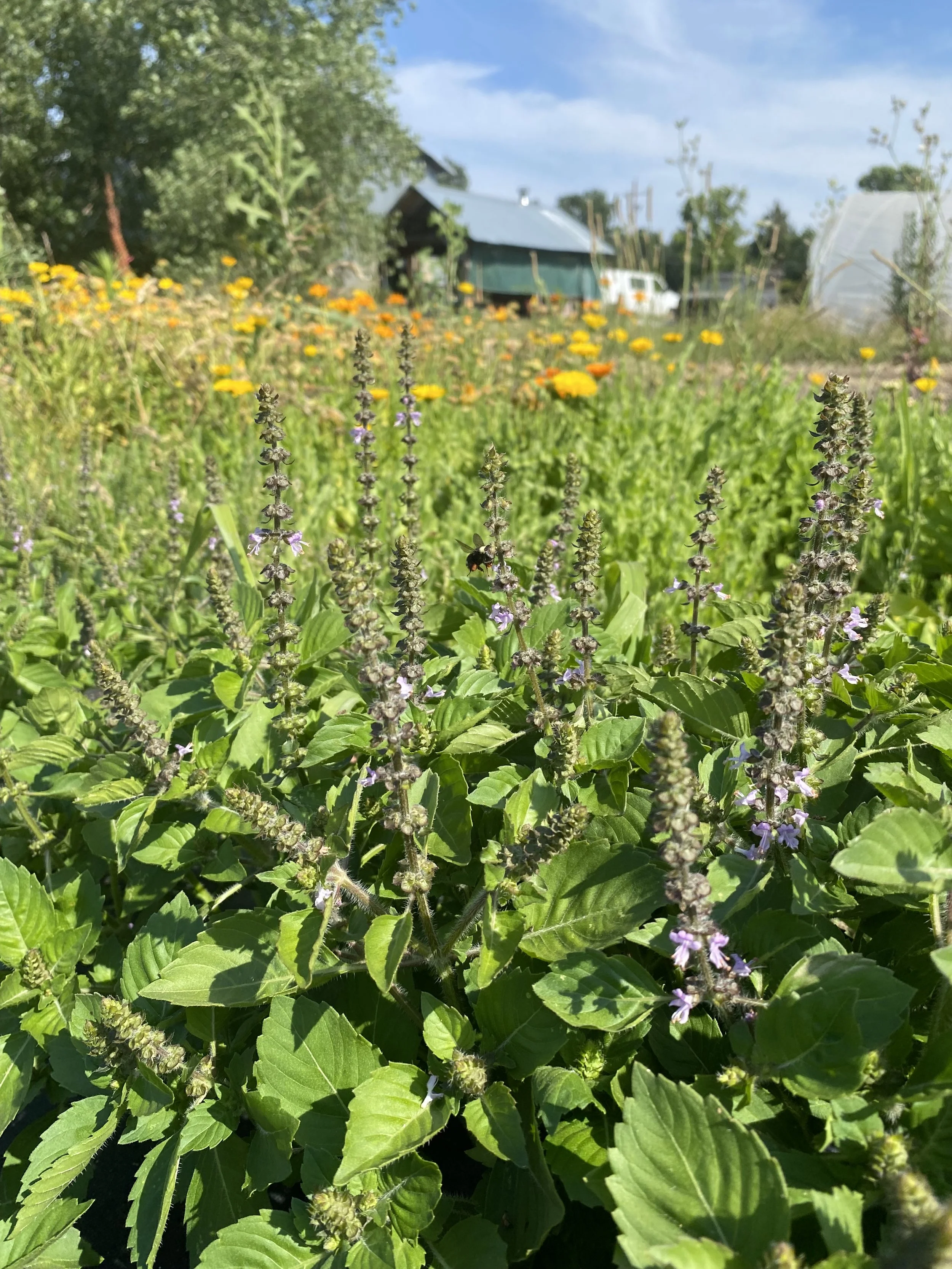 Relaxation massage (60 minute)