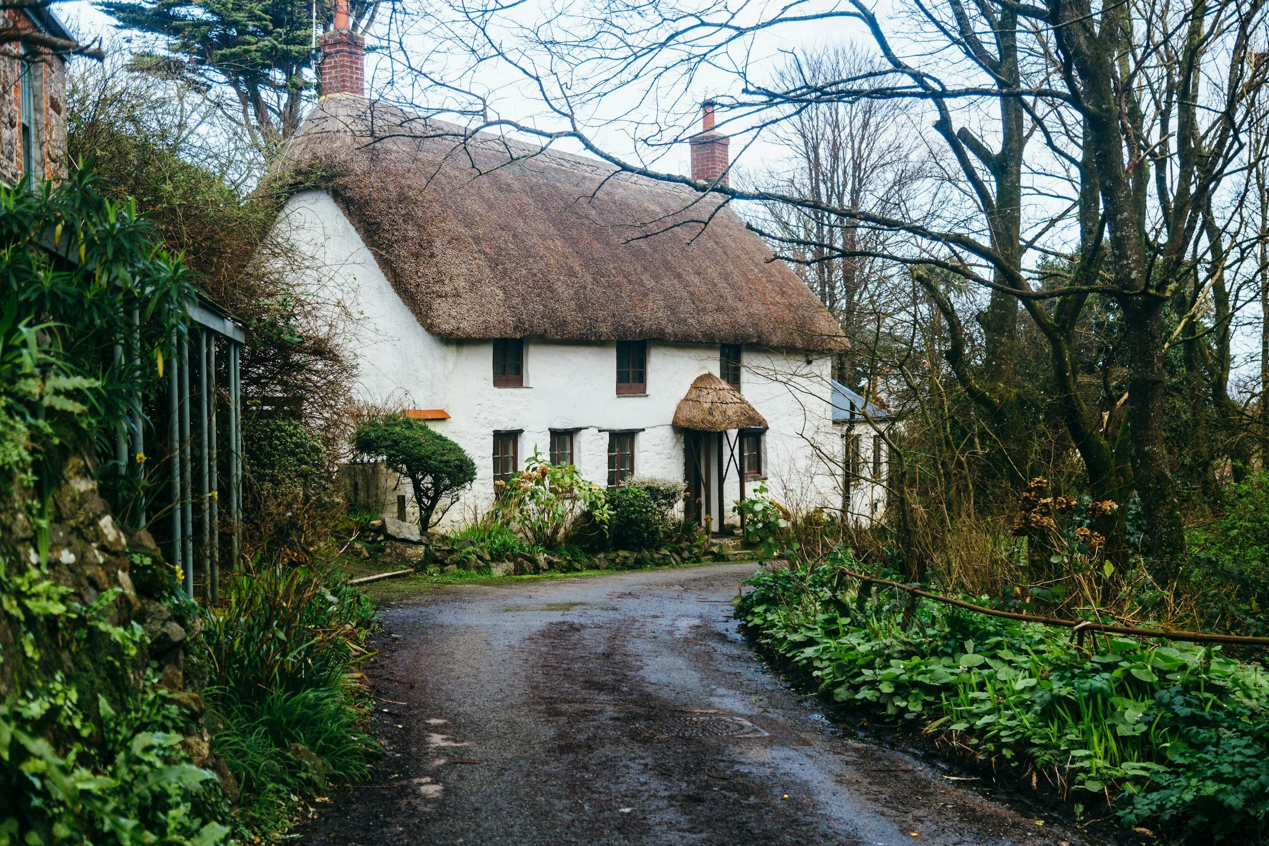 A white cottage with a thatched roof surrounded by trees and garden plants, with a dirt path leading up to the house.