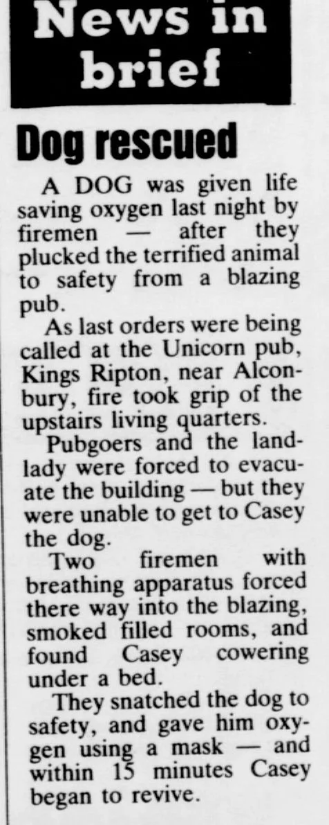 From Pints to Private Home: A Canine Catastrophe