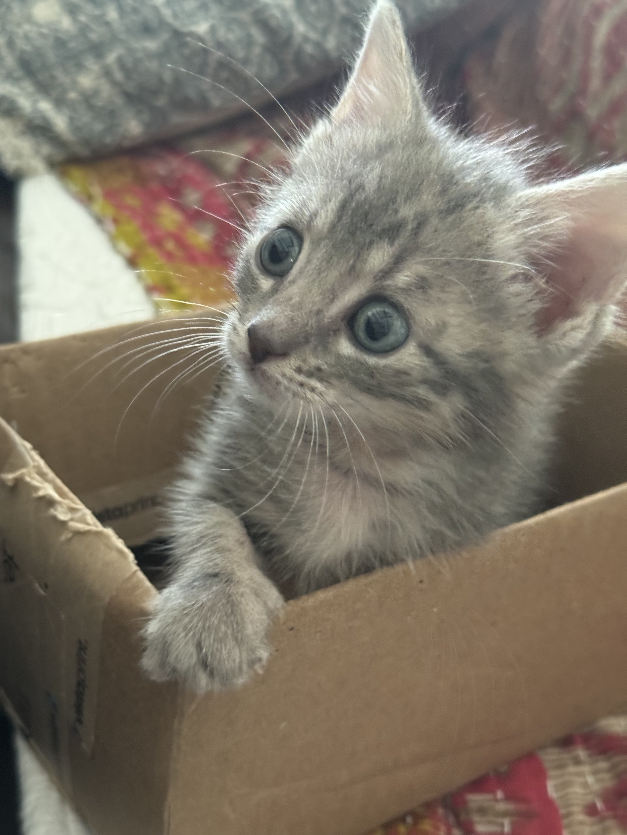 gray tabby kitten in a box