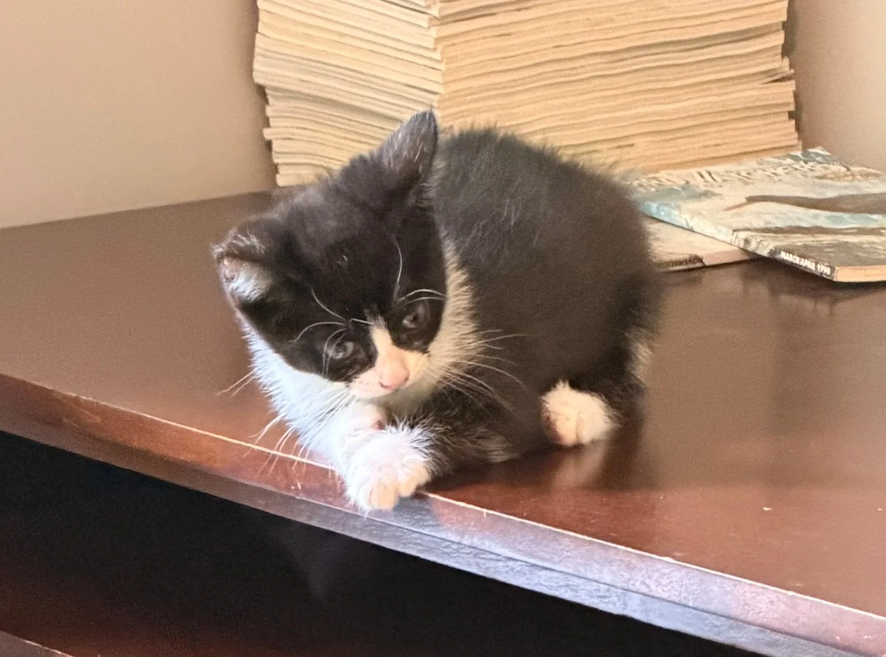 black and white kitten on a desk