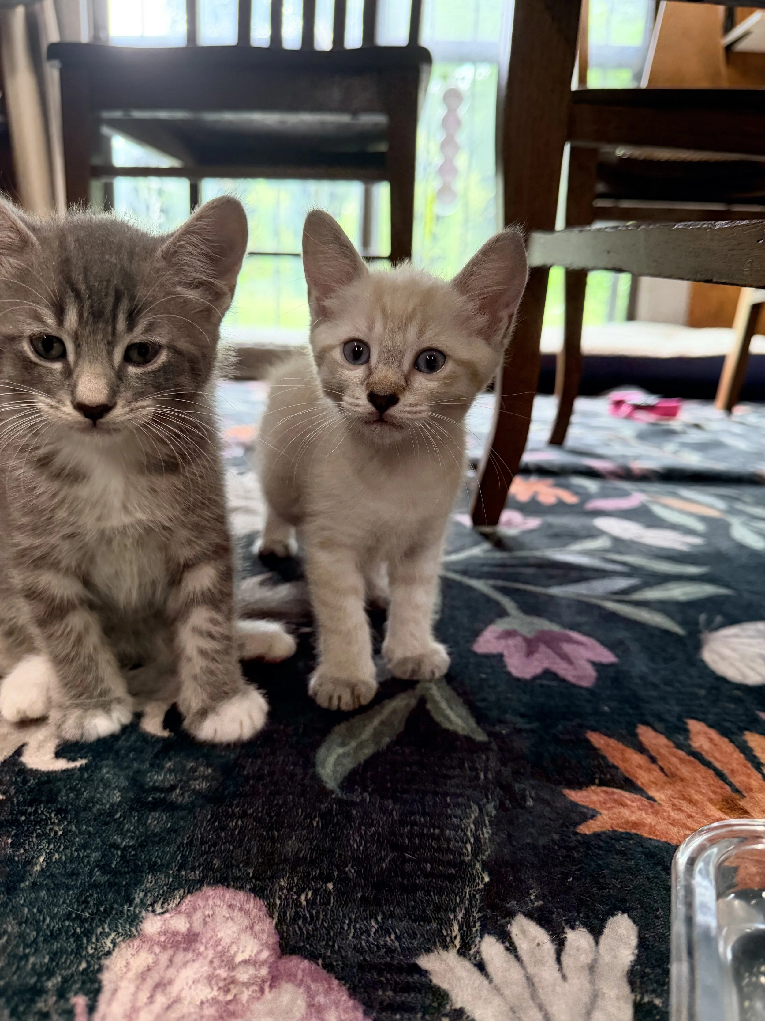 gray tabby kitten next to white kitten