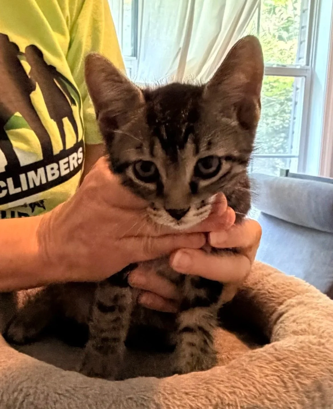gray tabby kitten