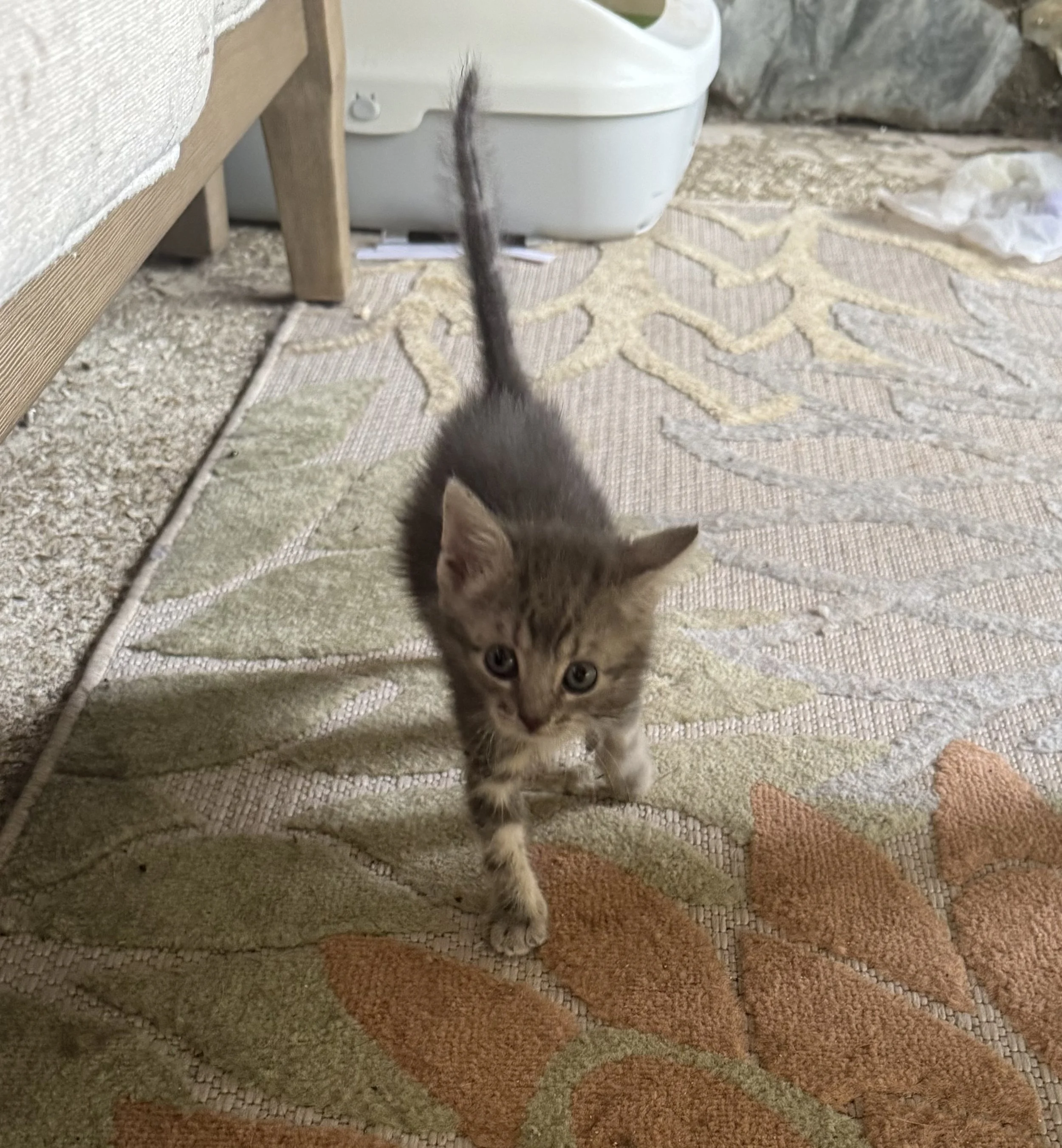 gray tabby kitten walking