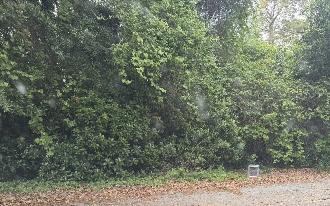 Forest with a humane cat trap sitting on the side of the road.