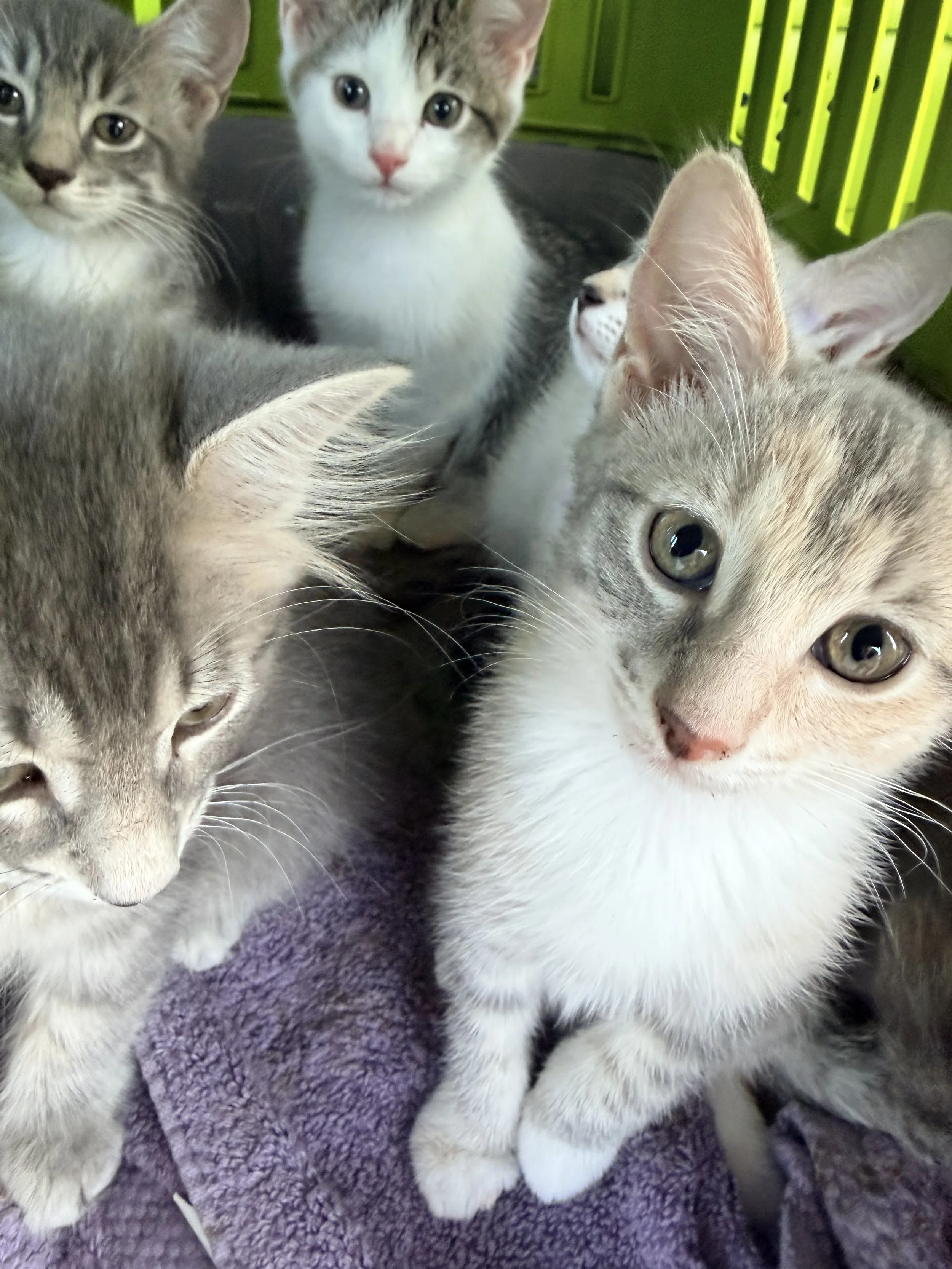 group of kittens