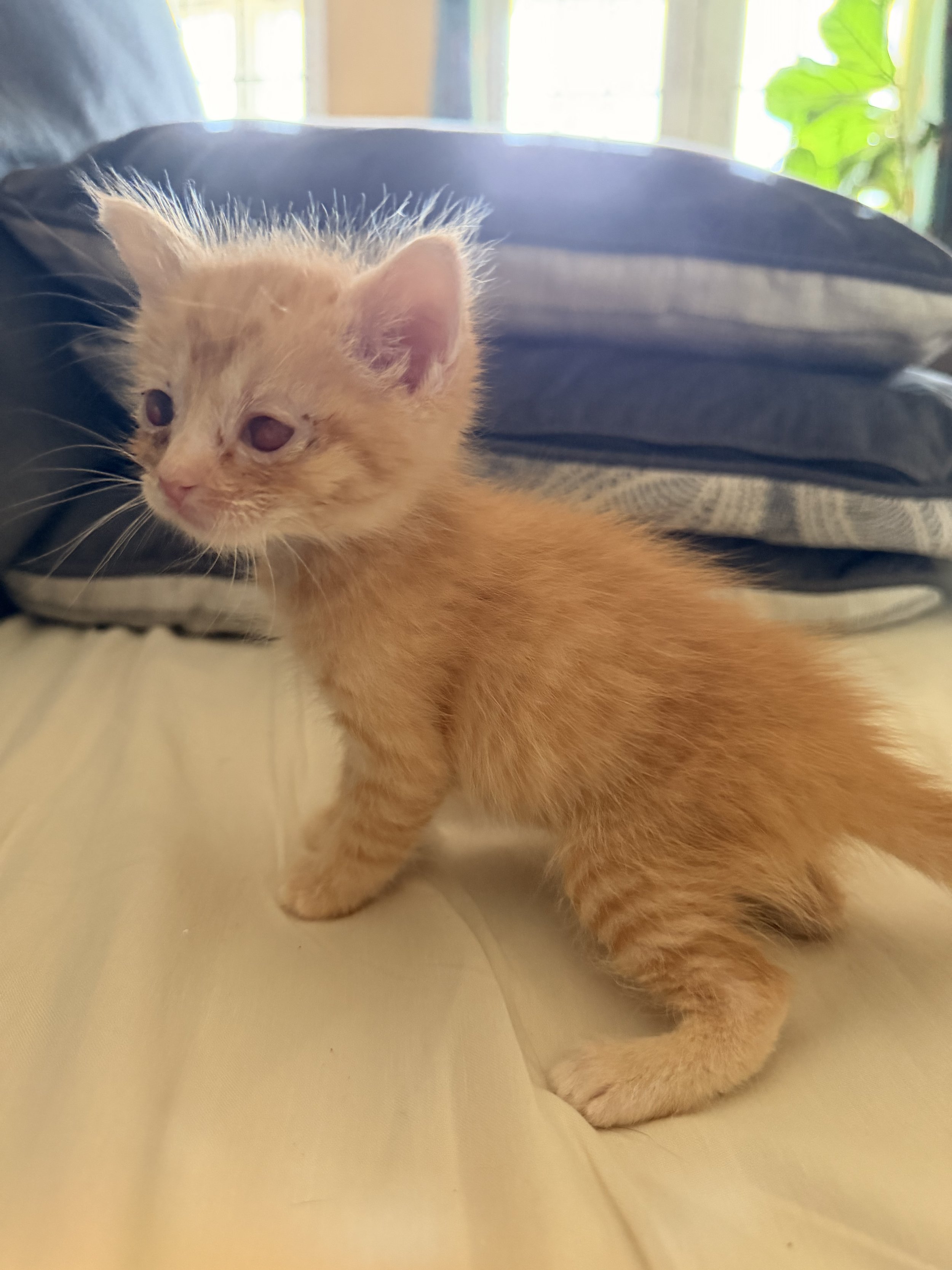 orange tabby kitten standing