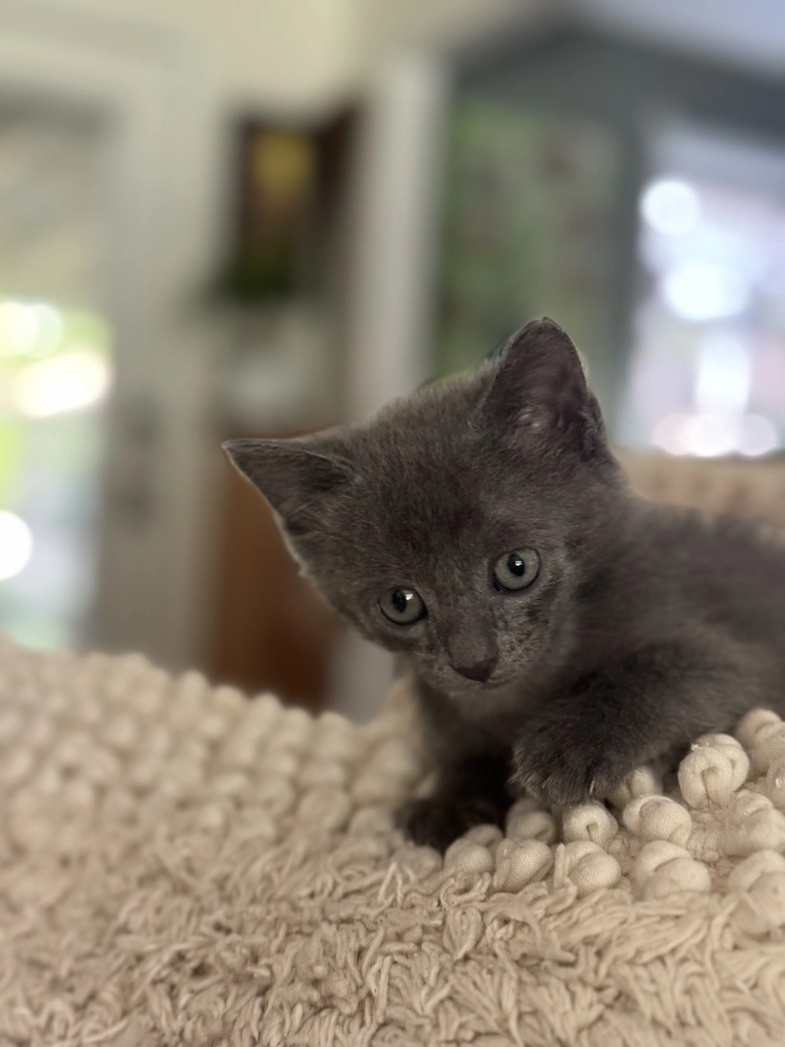 dark gray kitten on pillow